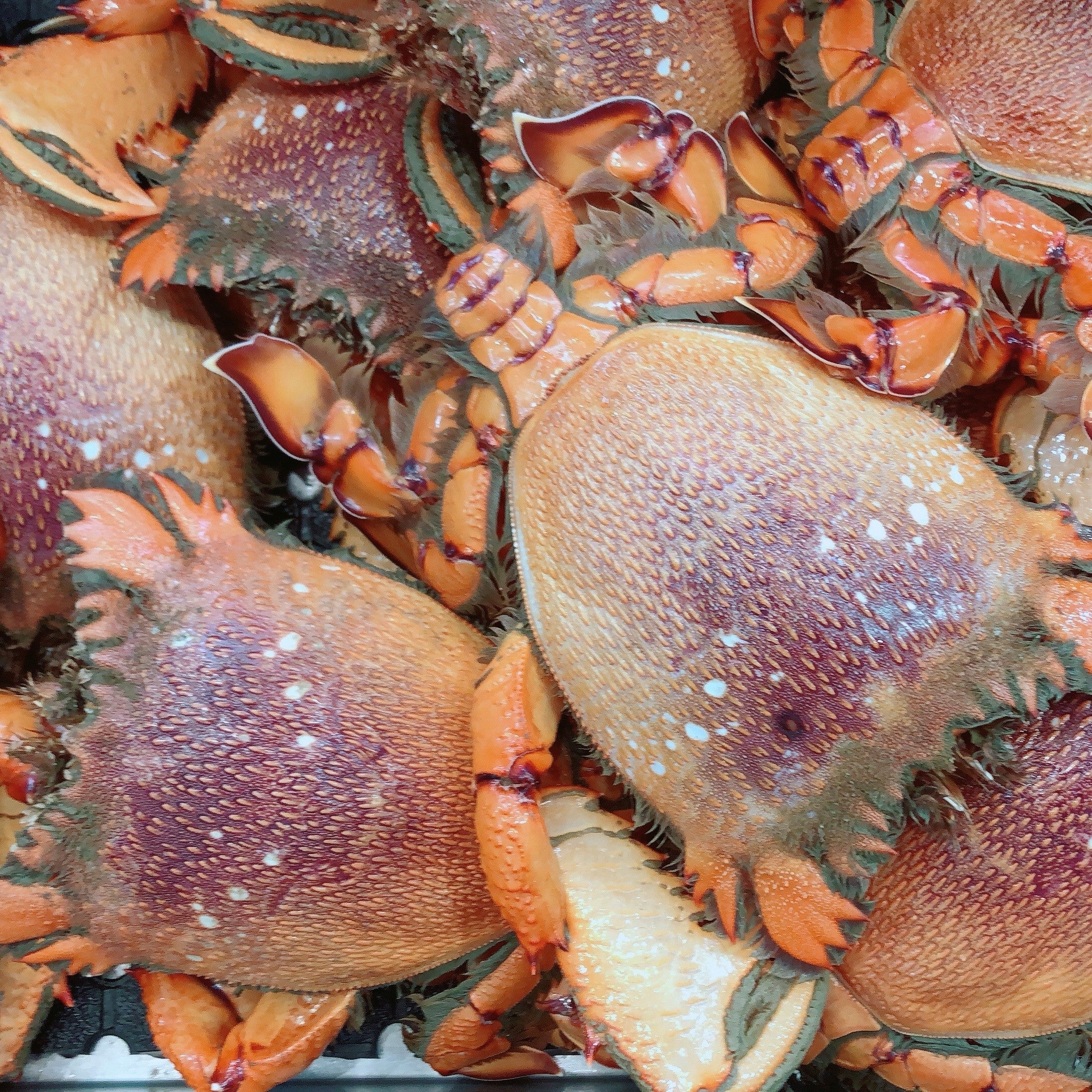 LIVE SPANNER CRABS 700G - 900G (1 CRAB)