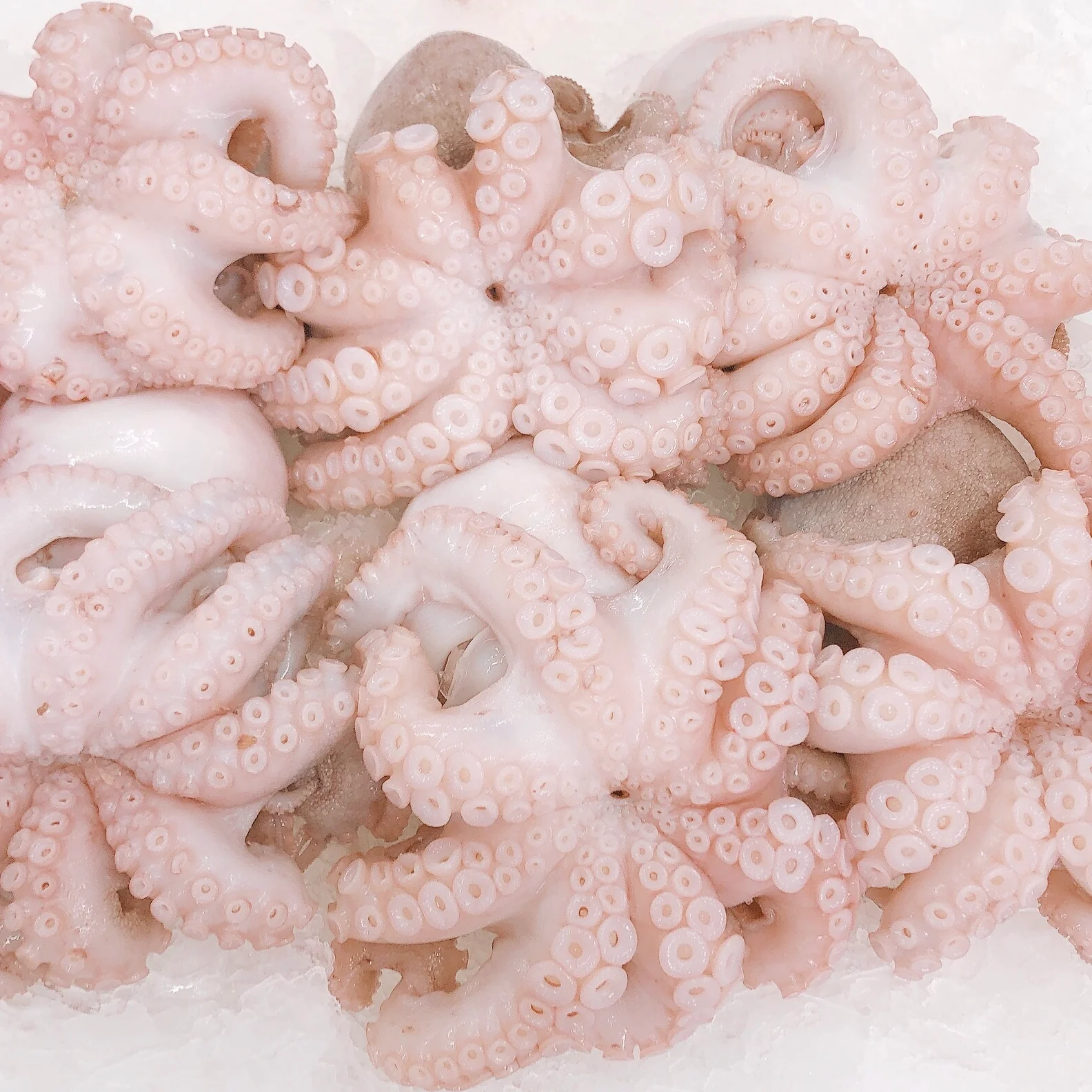 MEDIUM OCTOPUS (MIN 1KG)