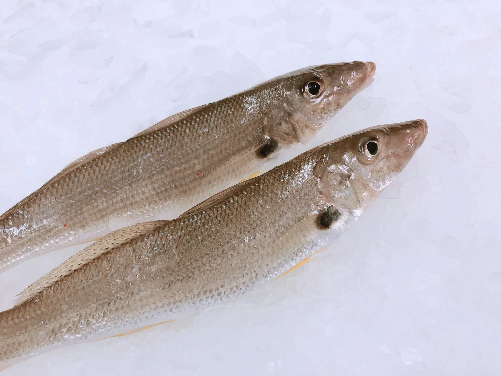 MEDIUM SAND WHITING (MIN 1KG)