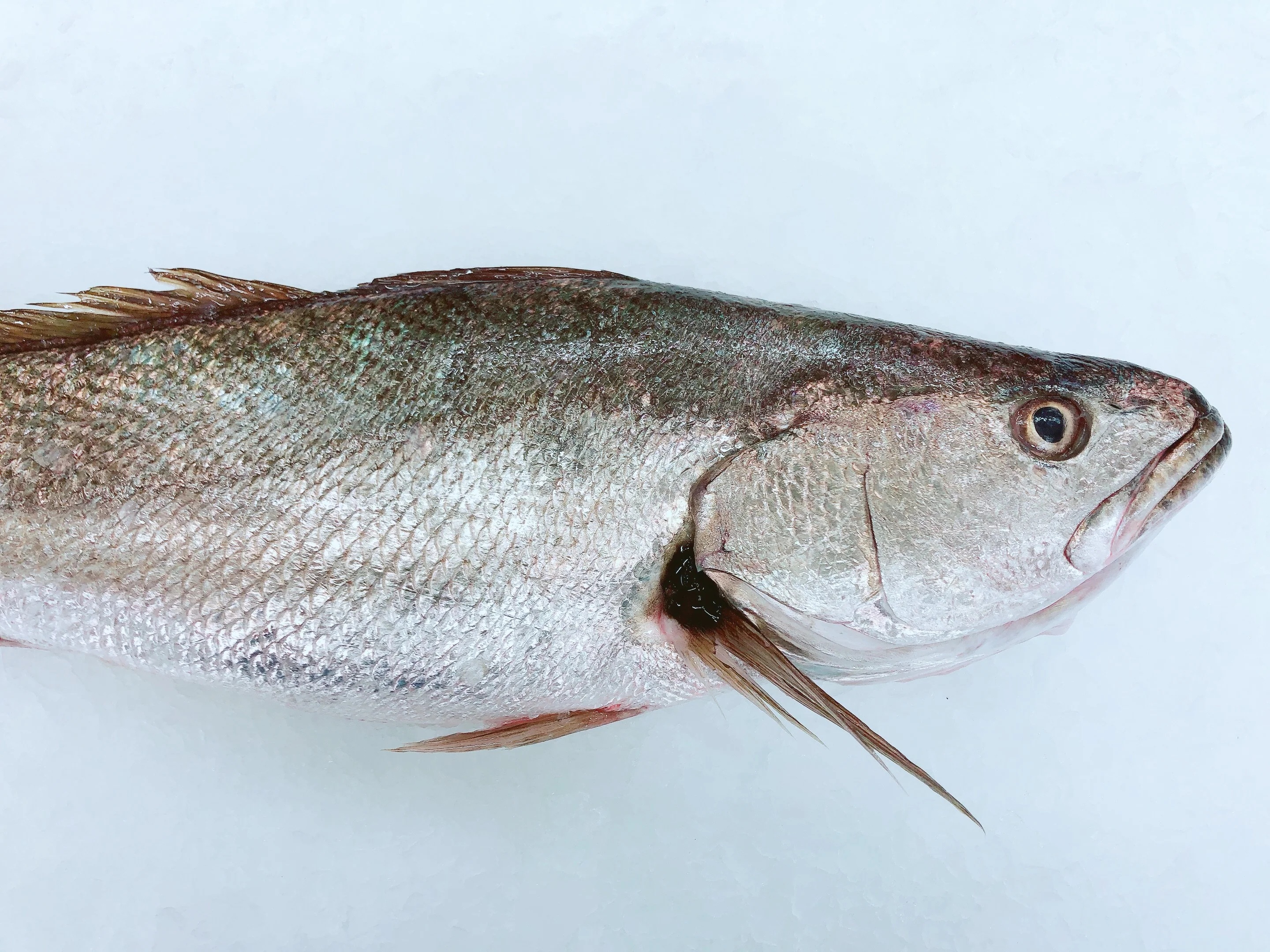 MULLOWAY (JEWFISH) 4KG - 6KG $32.99/KG