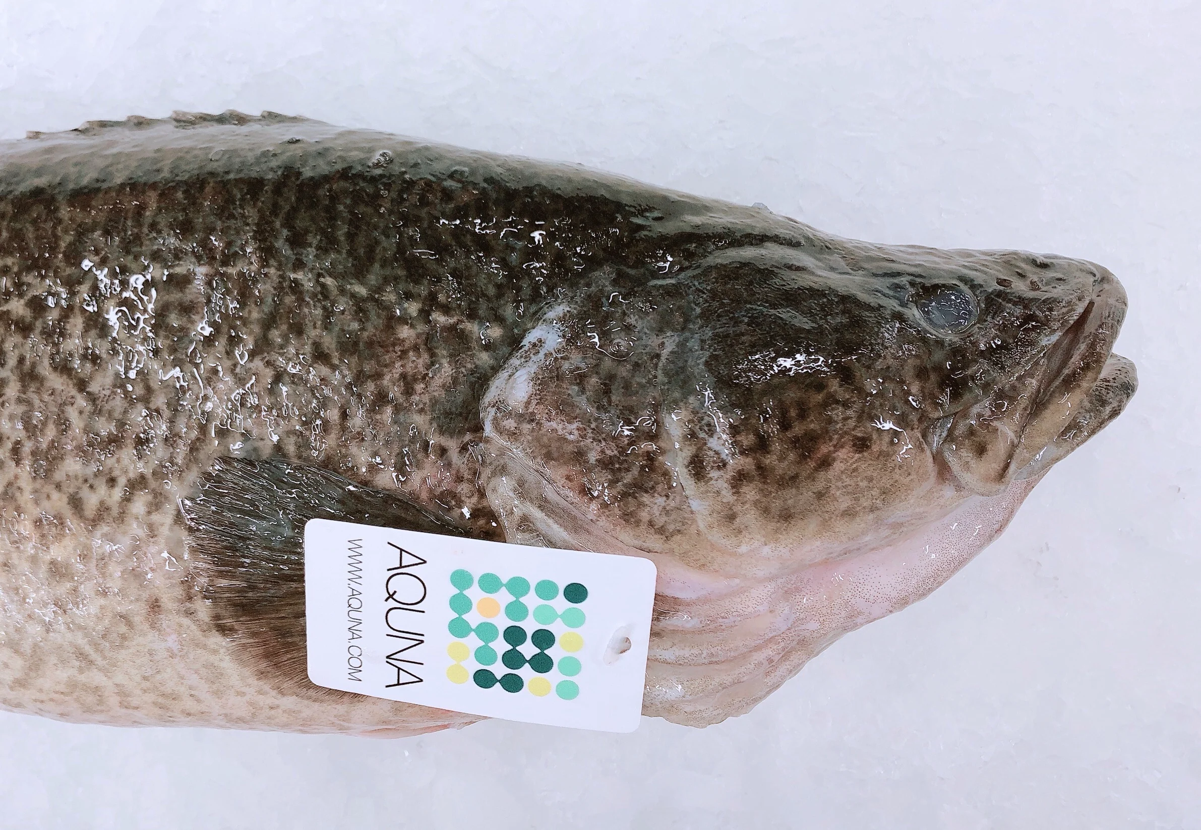 MURRAY COD 1.6KG - 1.8KG (1 FISH)