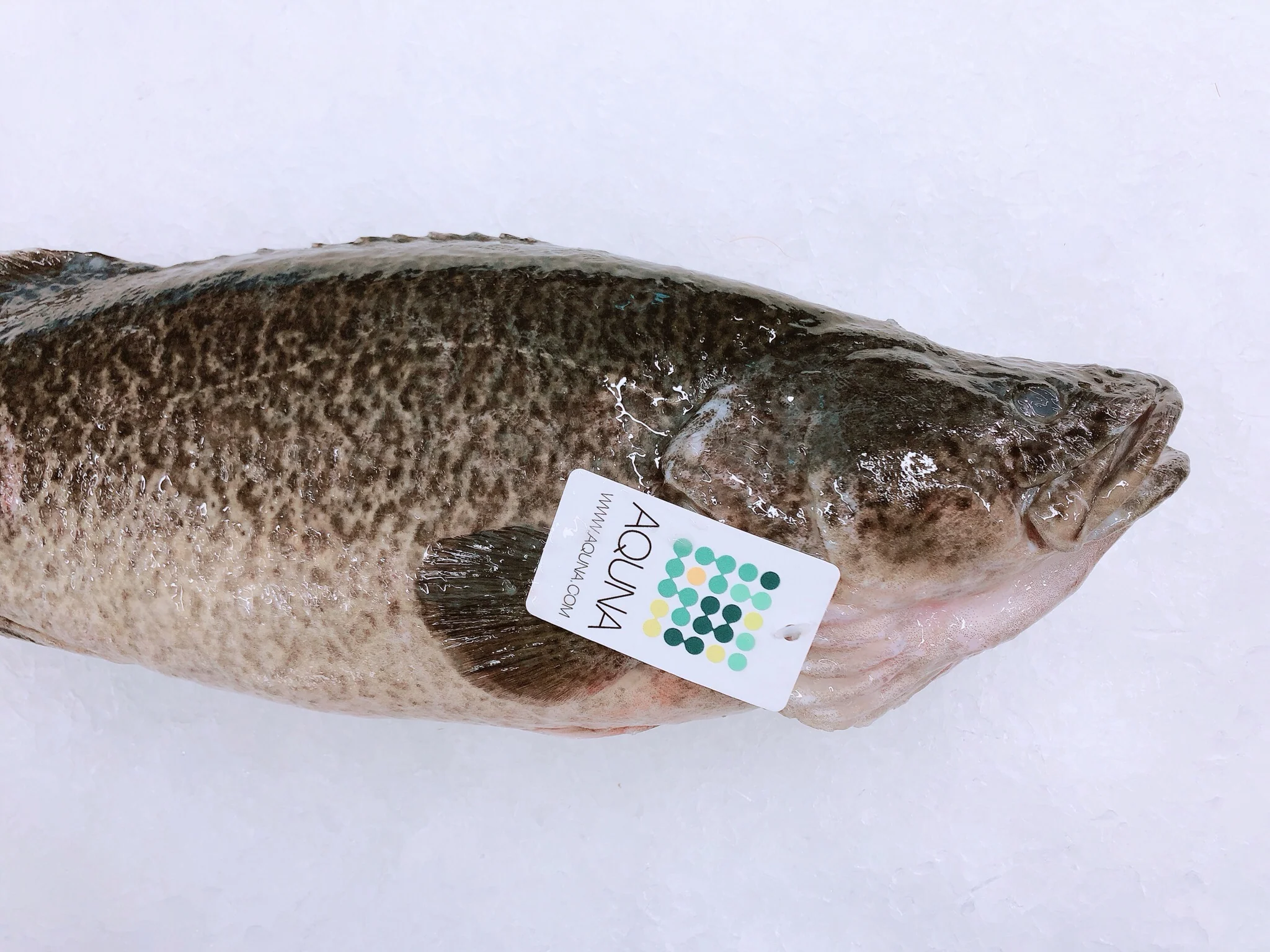 MURRAY COD 800G - 1KG (1 FISH)