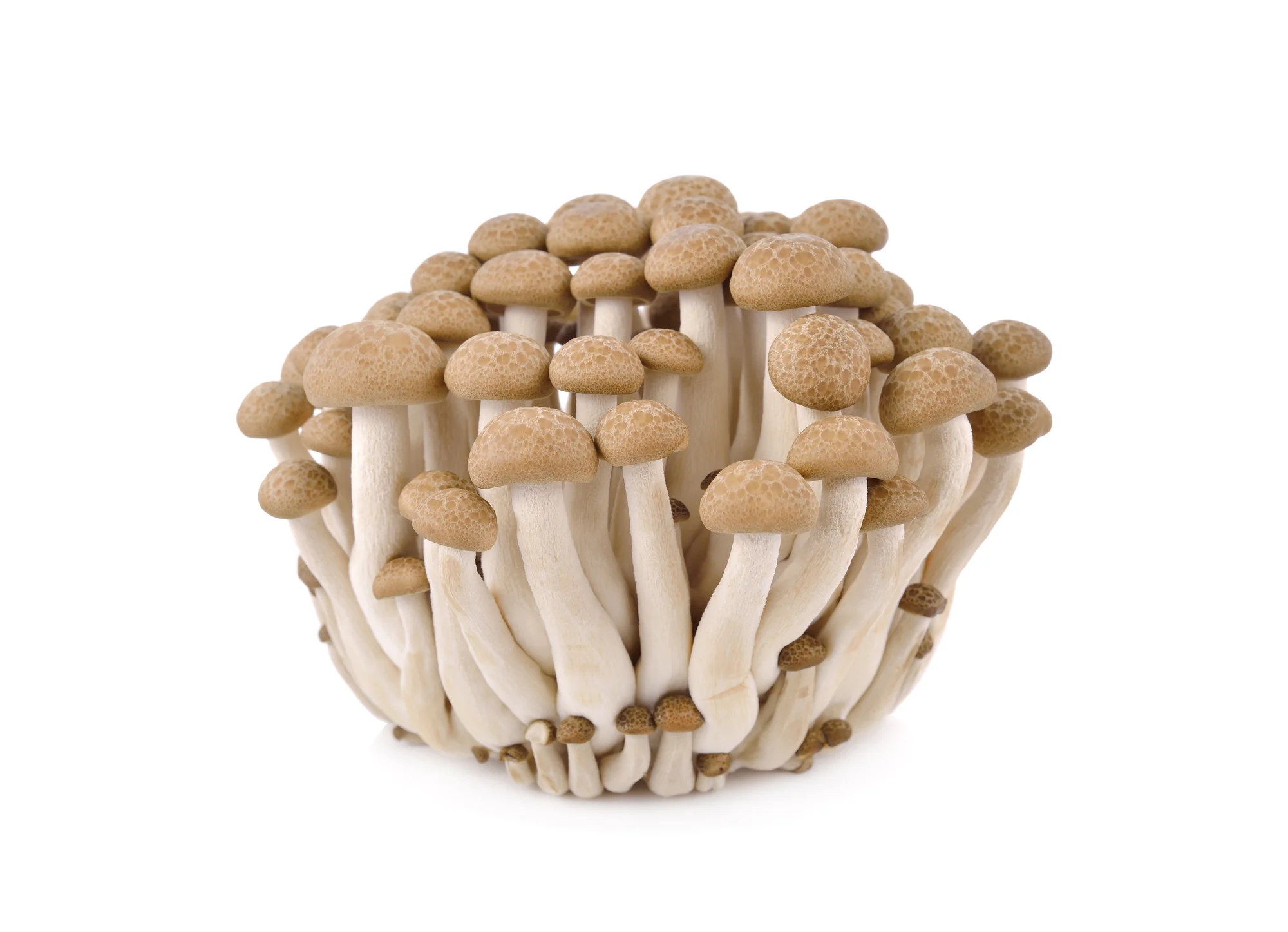 MUSHROOMS SHIMEJI BROWN BEECH (150G)