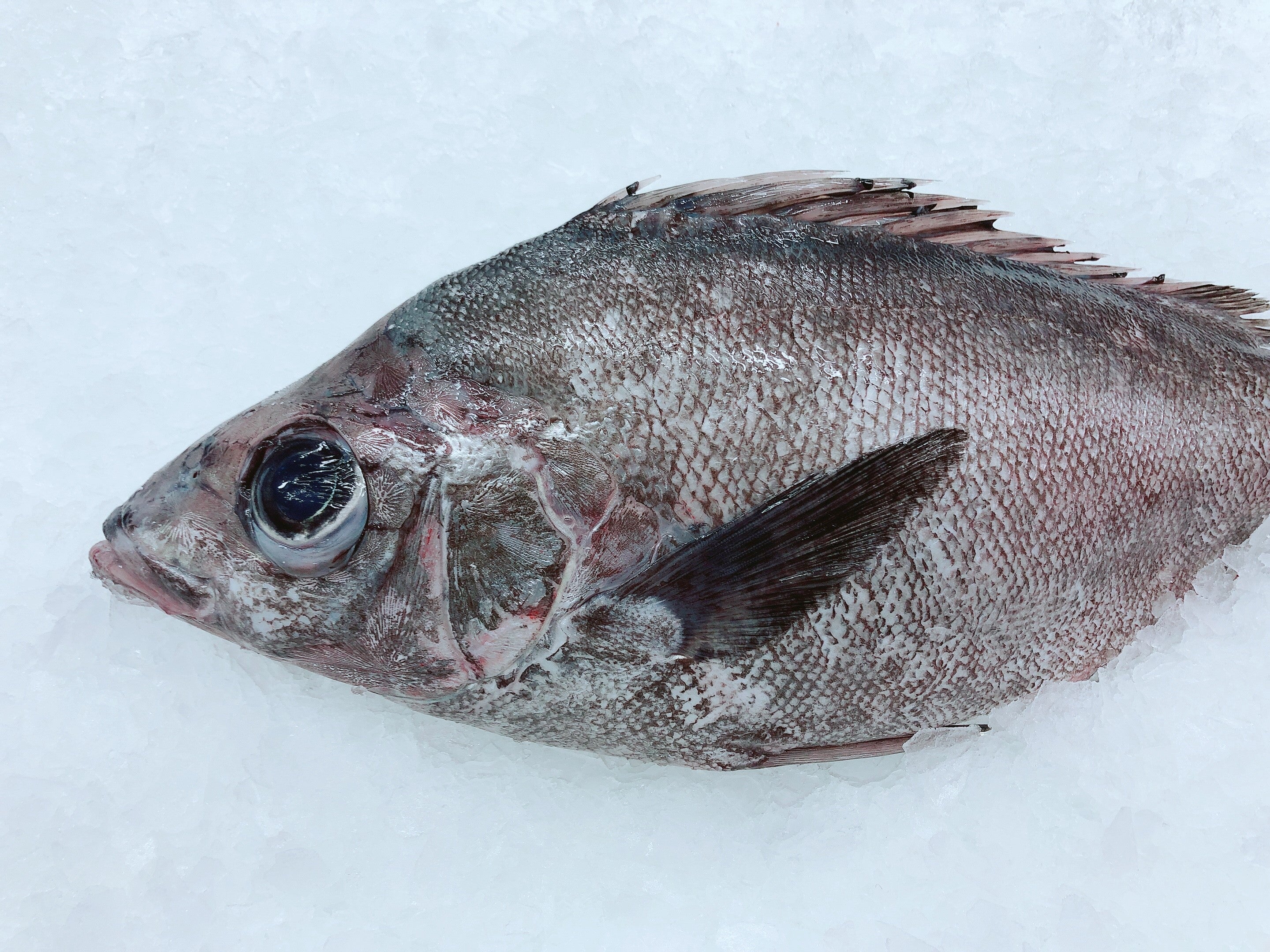 N.Z. BOARFISH 1.7KG - 1.9KG (1 FISH)