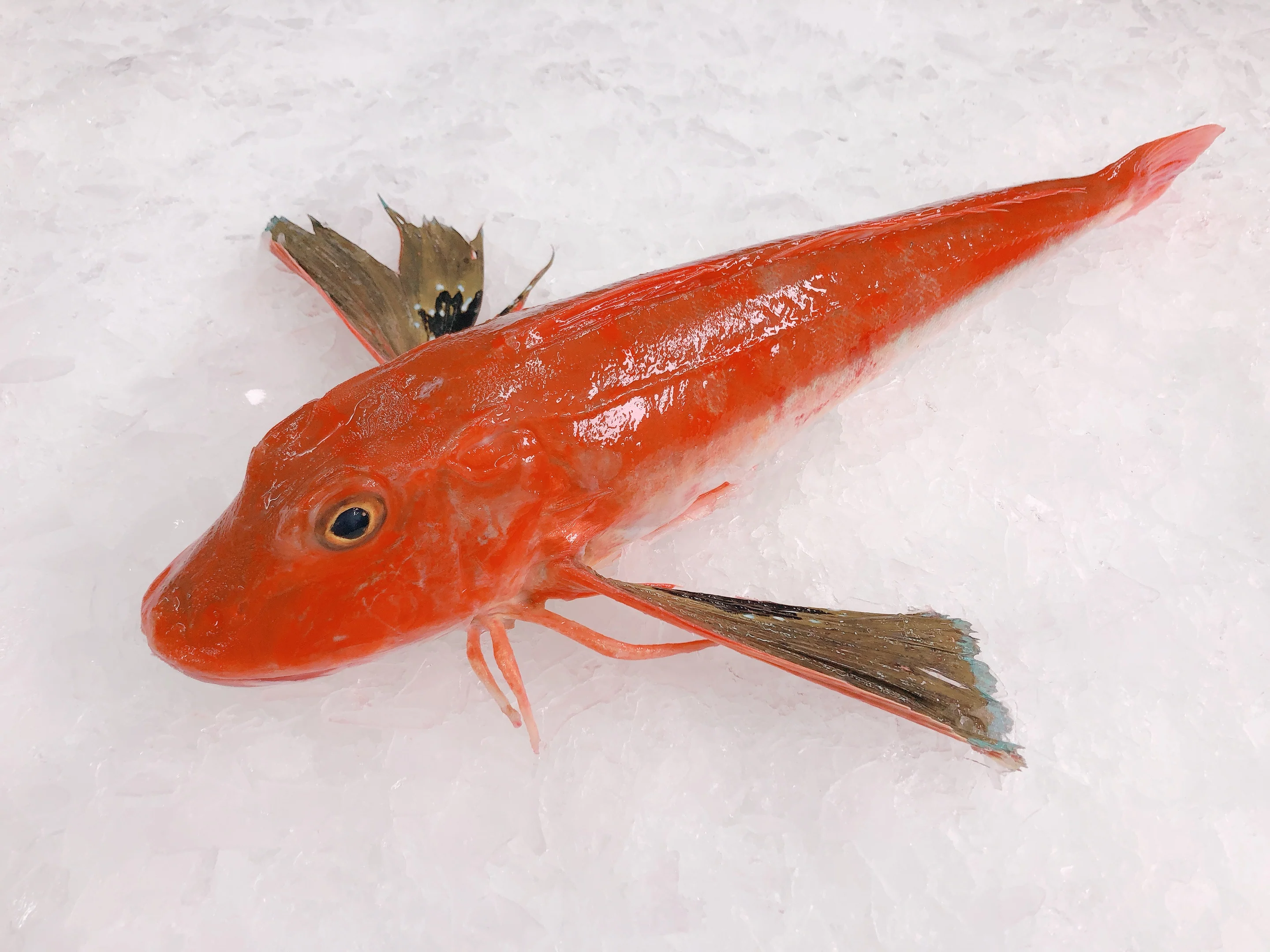 N.Z. RED GURNARD MIN 800G - 1KG (1 FISH)