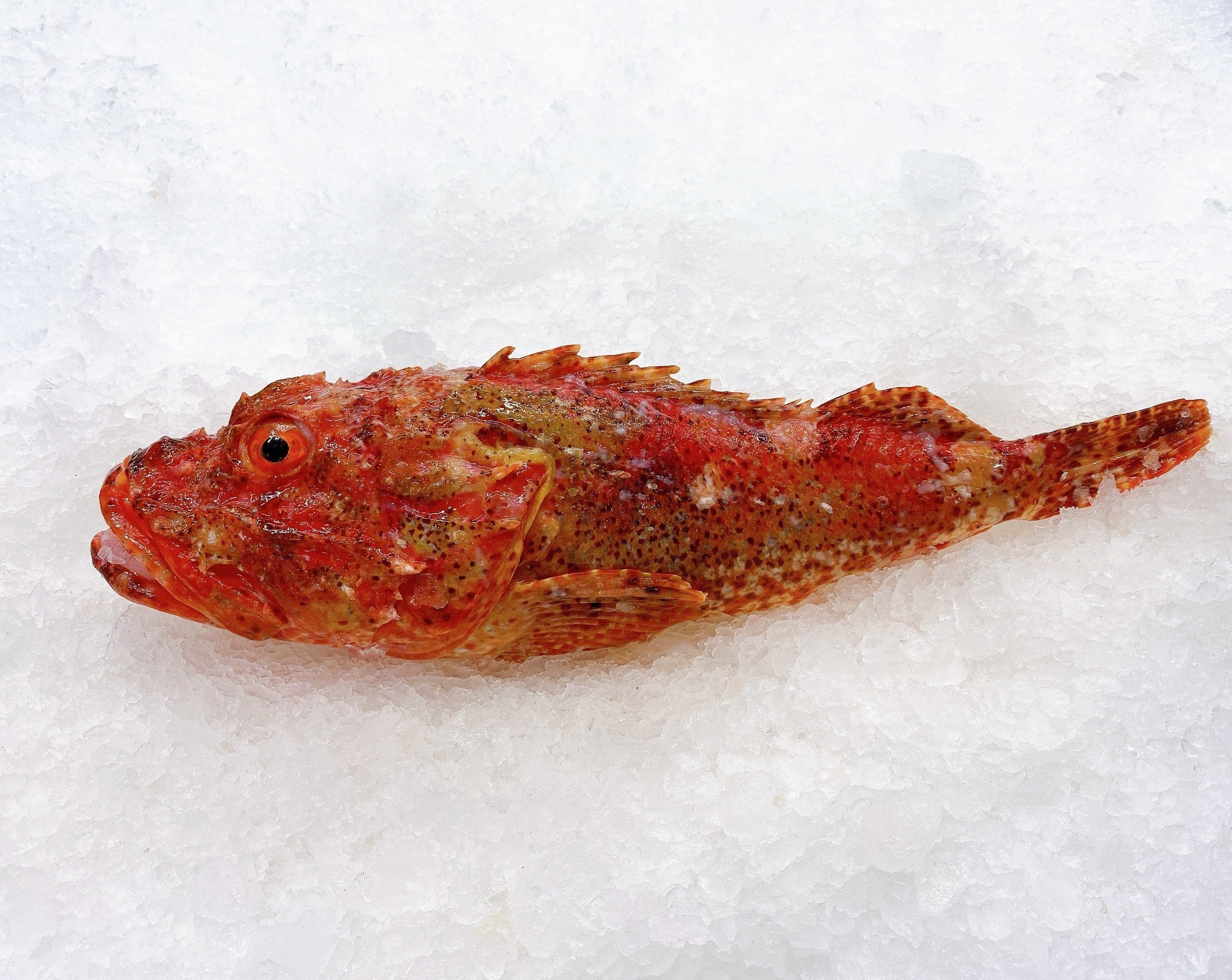 N.Z. SCORPION FISH 1.8KG - 2KG (1 FISH)