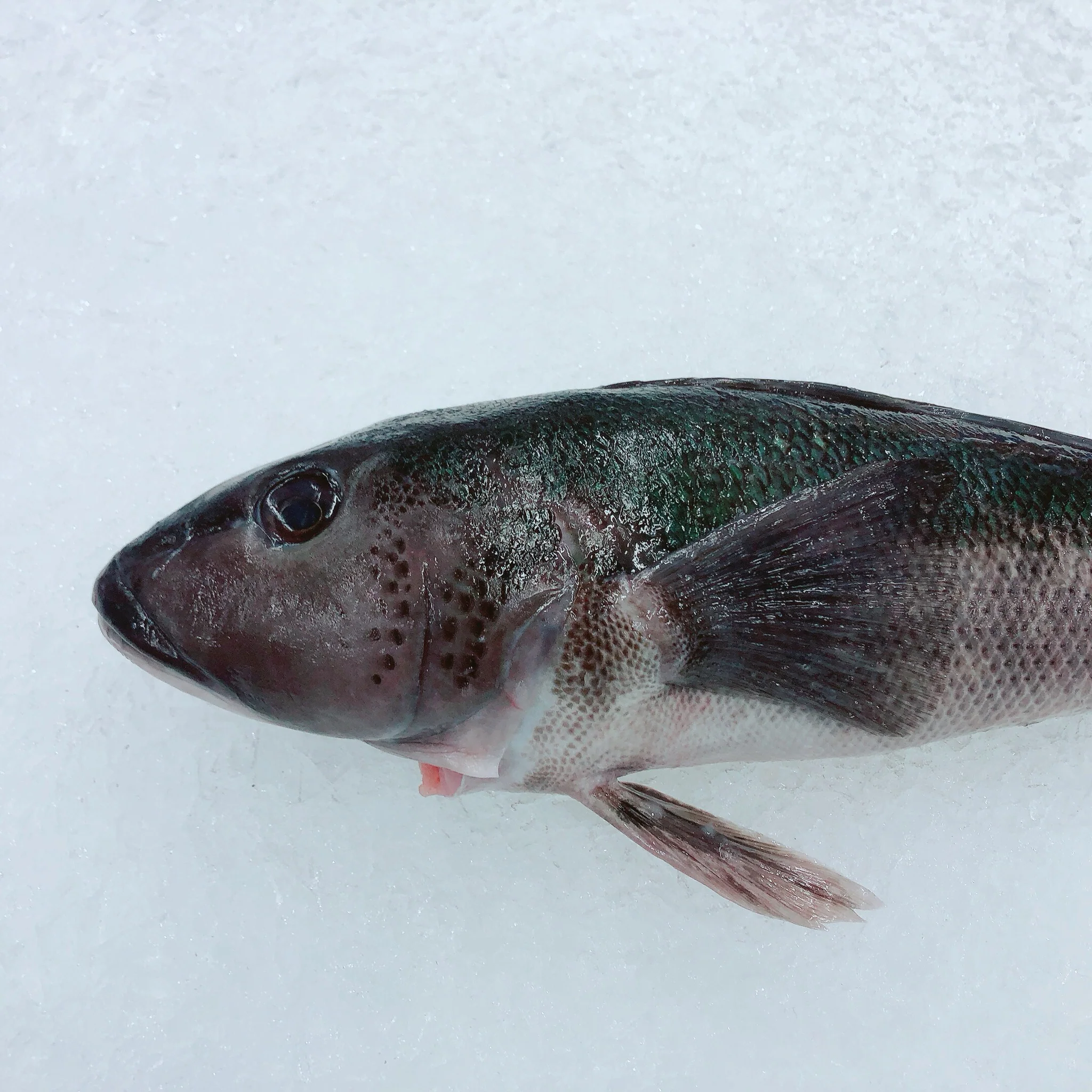 NZ BLUE COD 700G - 800G (1 FISH)