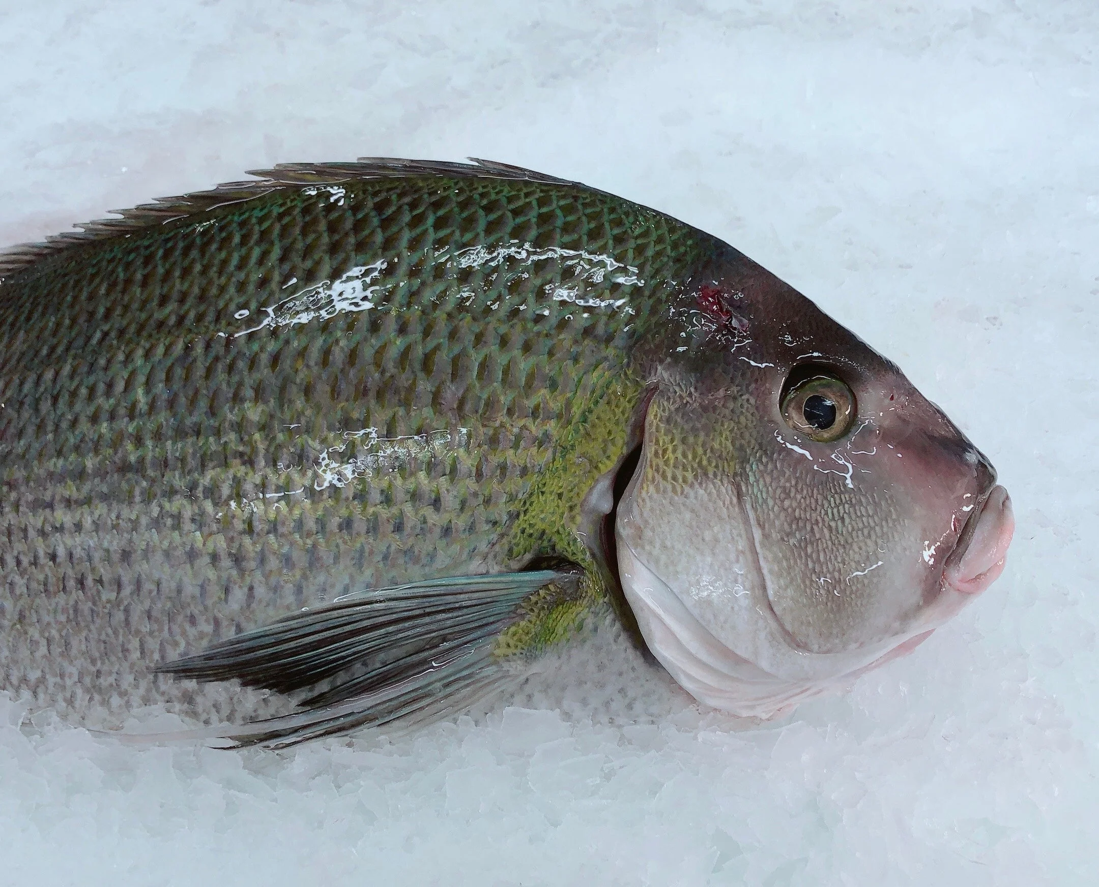 NZ GREY MORWONG 1.8KG - 2KG (1 FISH)