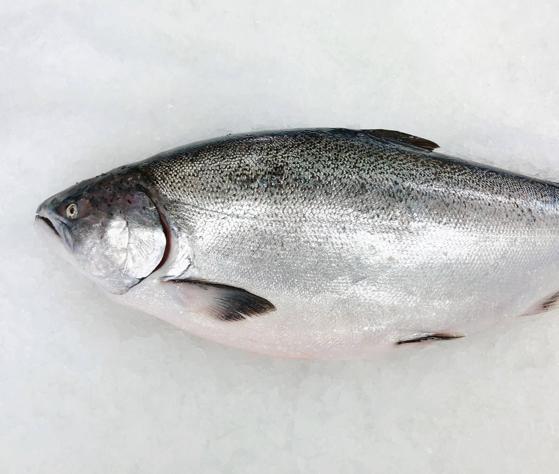 NZ ORA KING SALMON 4.4KG - 4.6KG (1 FISH)
