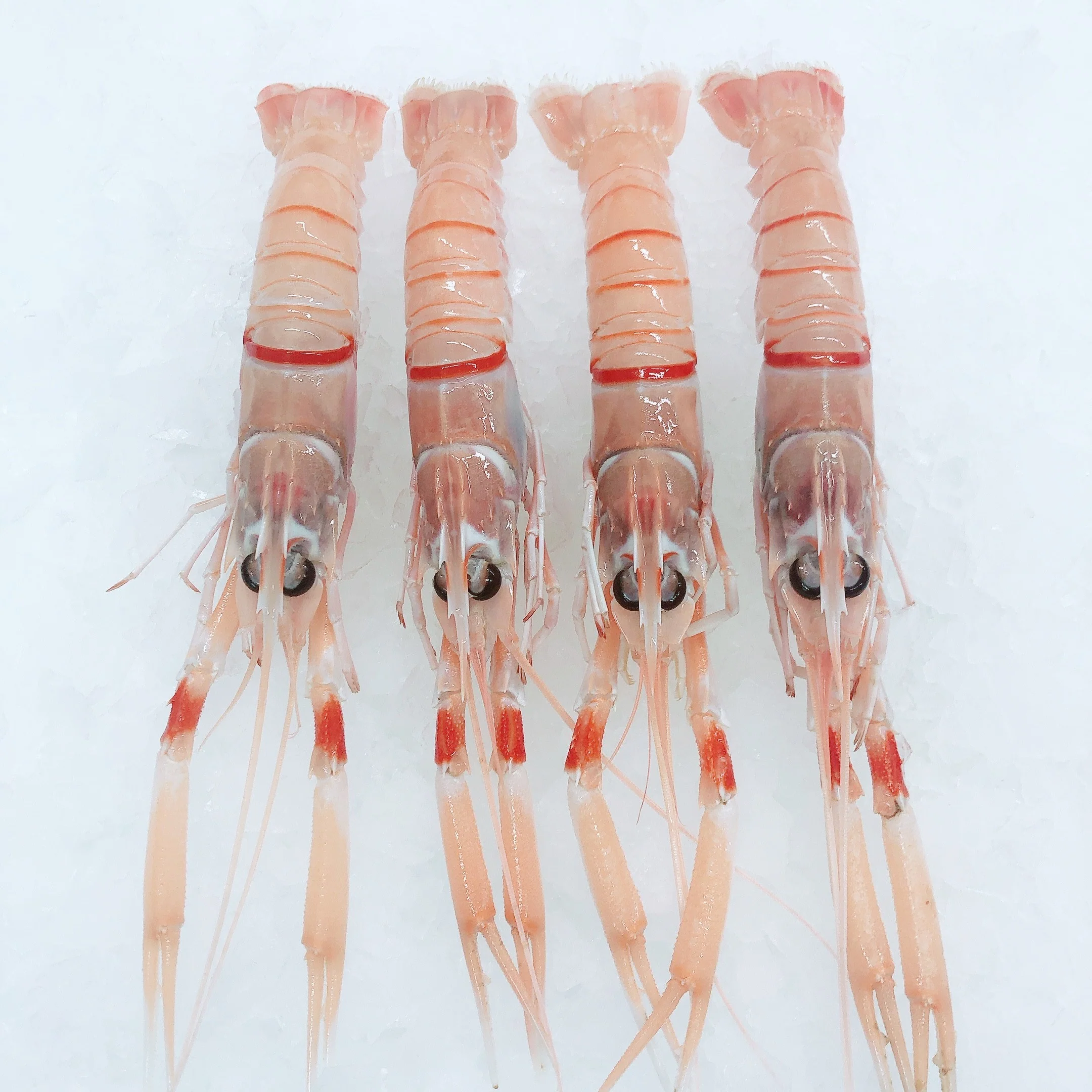 NZ SCAMPI SASHIMI (1 EACH)