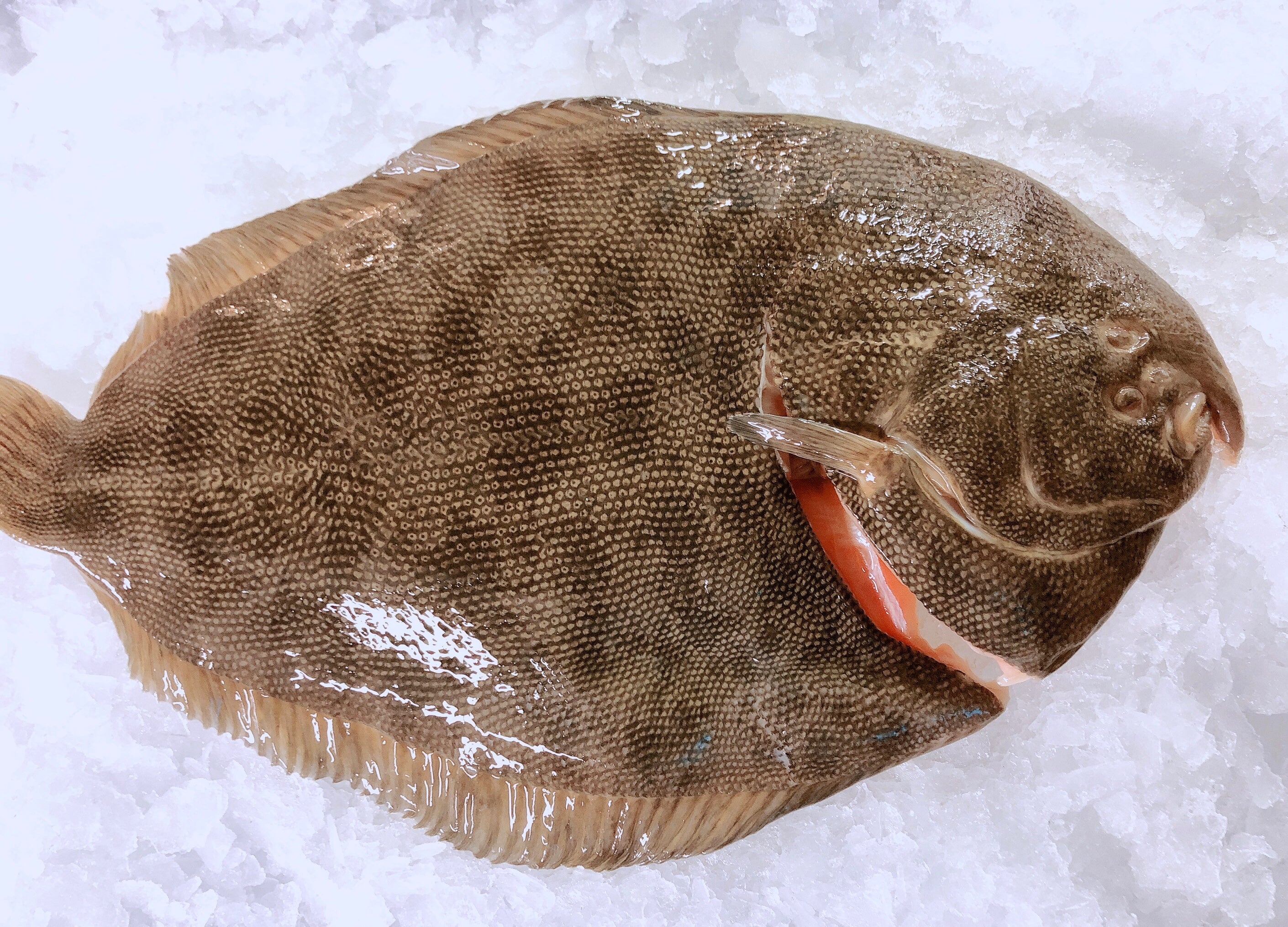 NZ TURBOT 1KG - 3KG $31.99/KG