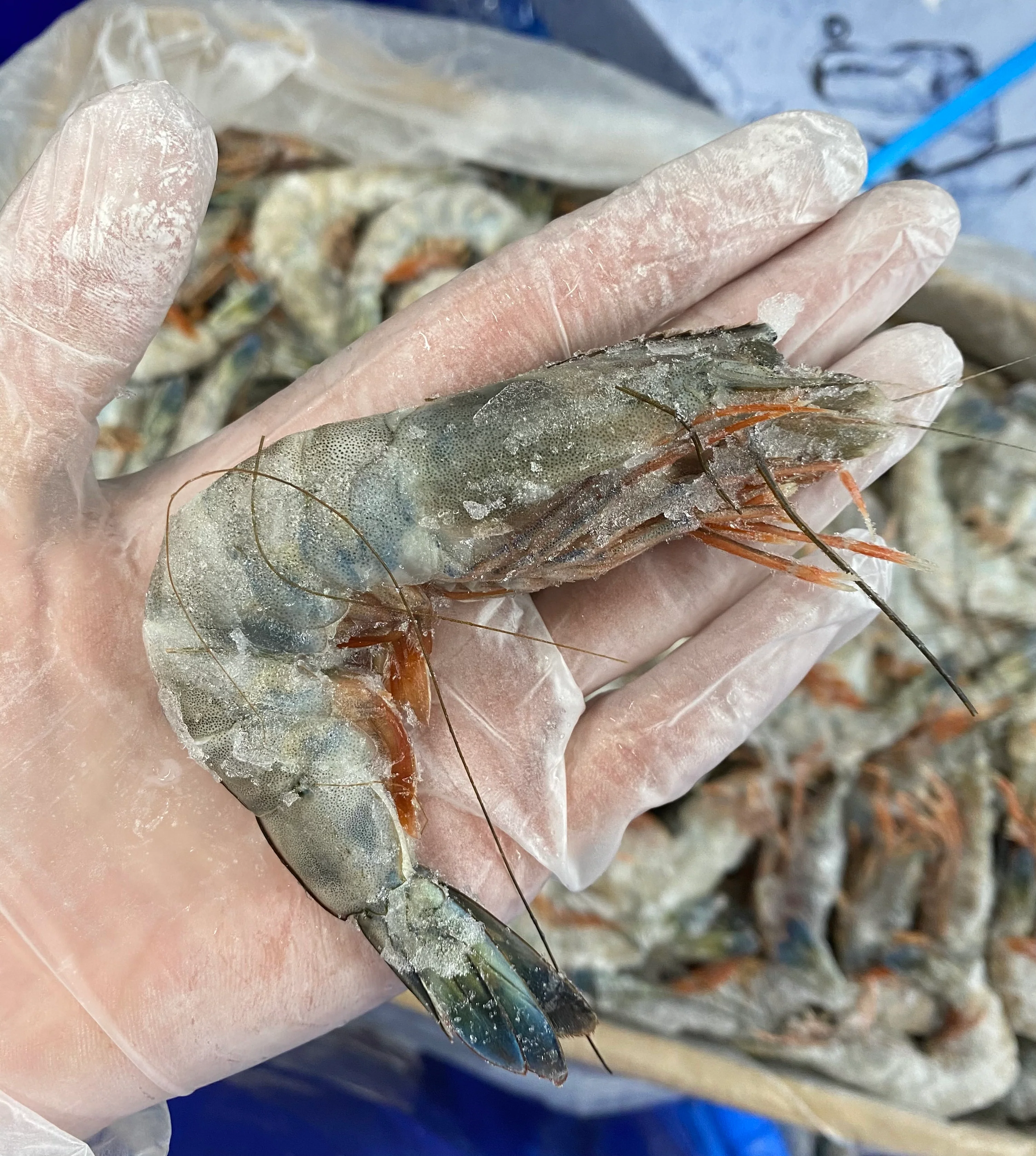 PARADISE PRAWNS SASHIMI GRADE 1KG BOX 31-40 PIECES/KG (L)