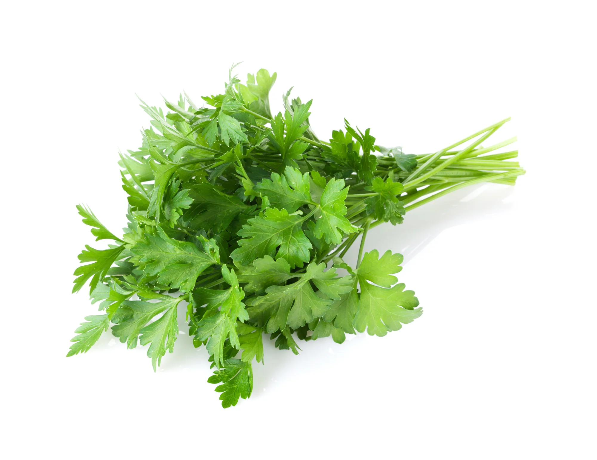 PARSLEY CONTINENTAL (1 BUNCH)