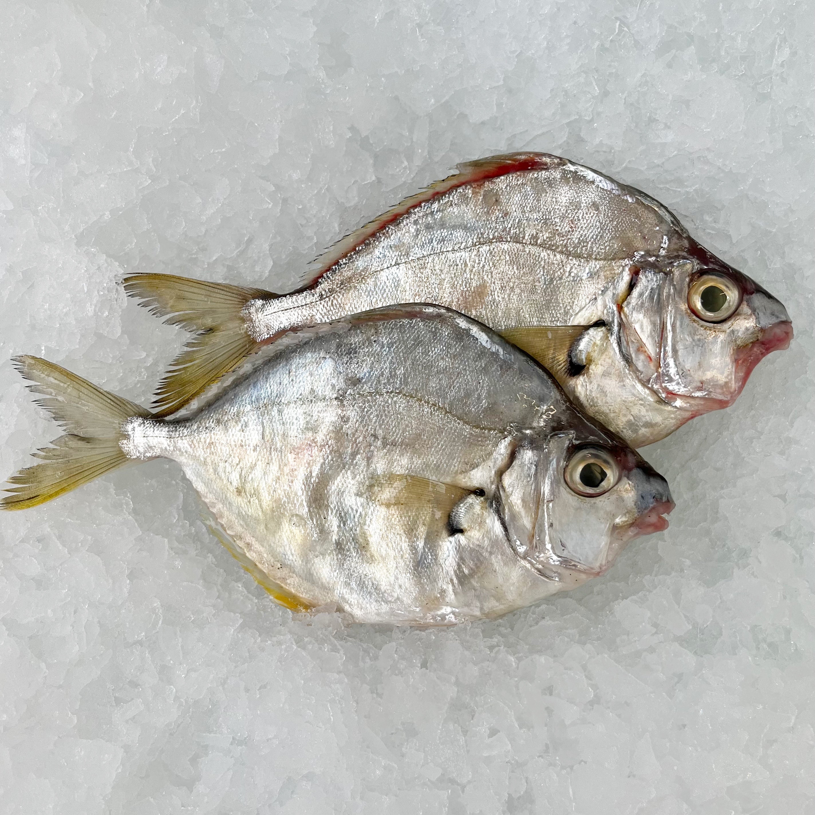 PONY FISH (MIN 1KG)