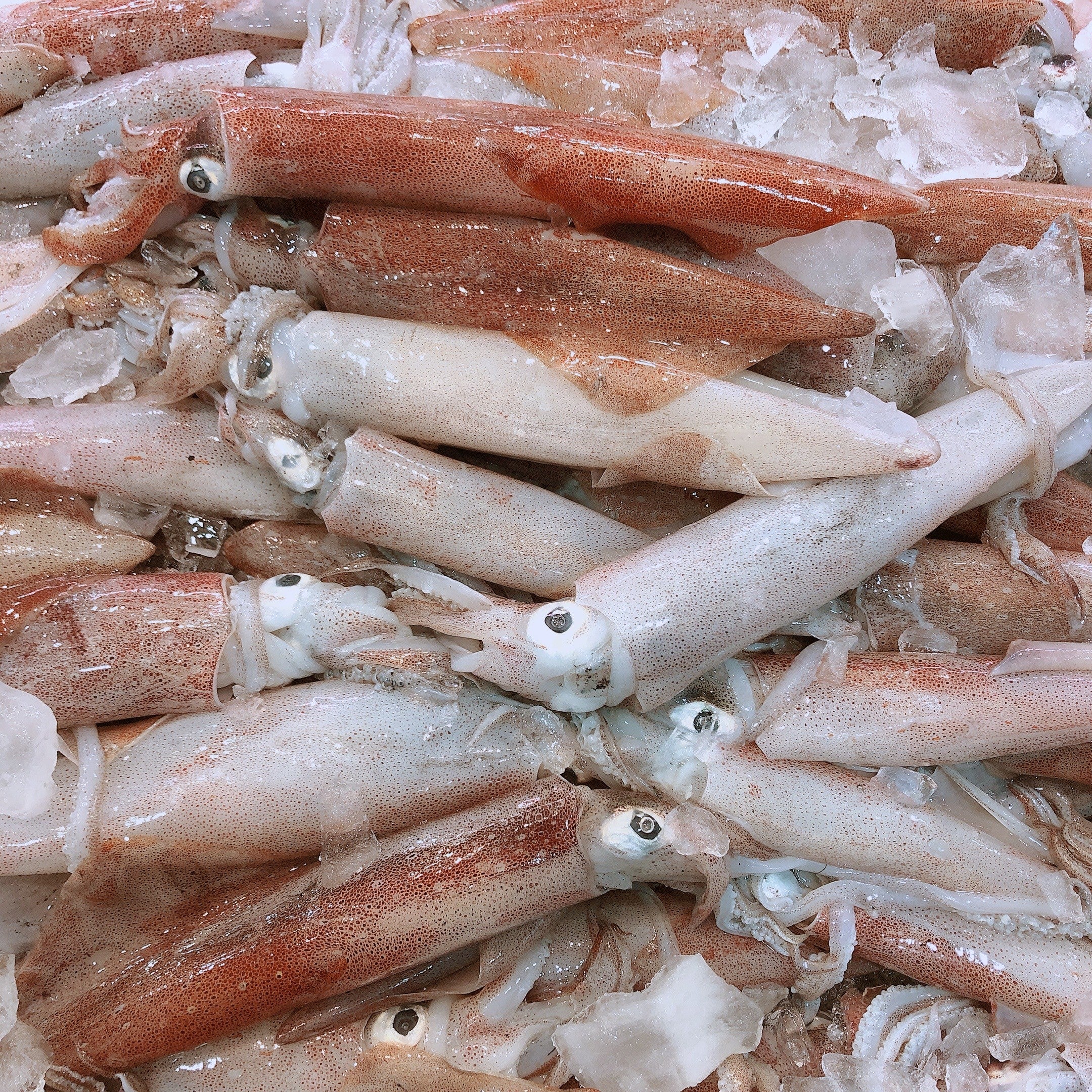 QLD LOLIGO SQUID (MIN 1KG)