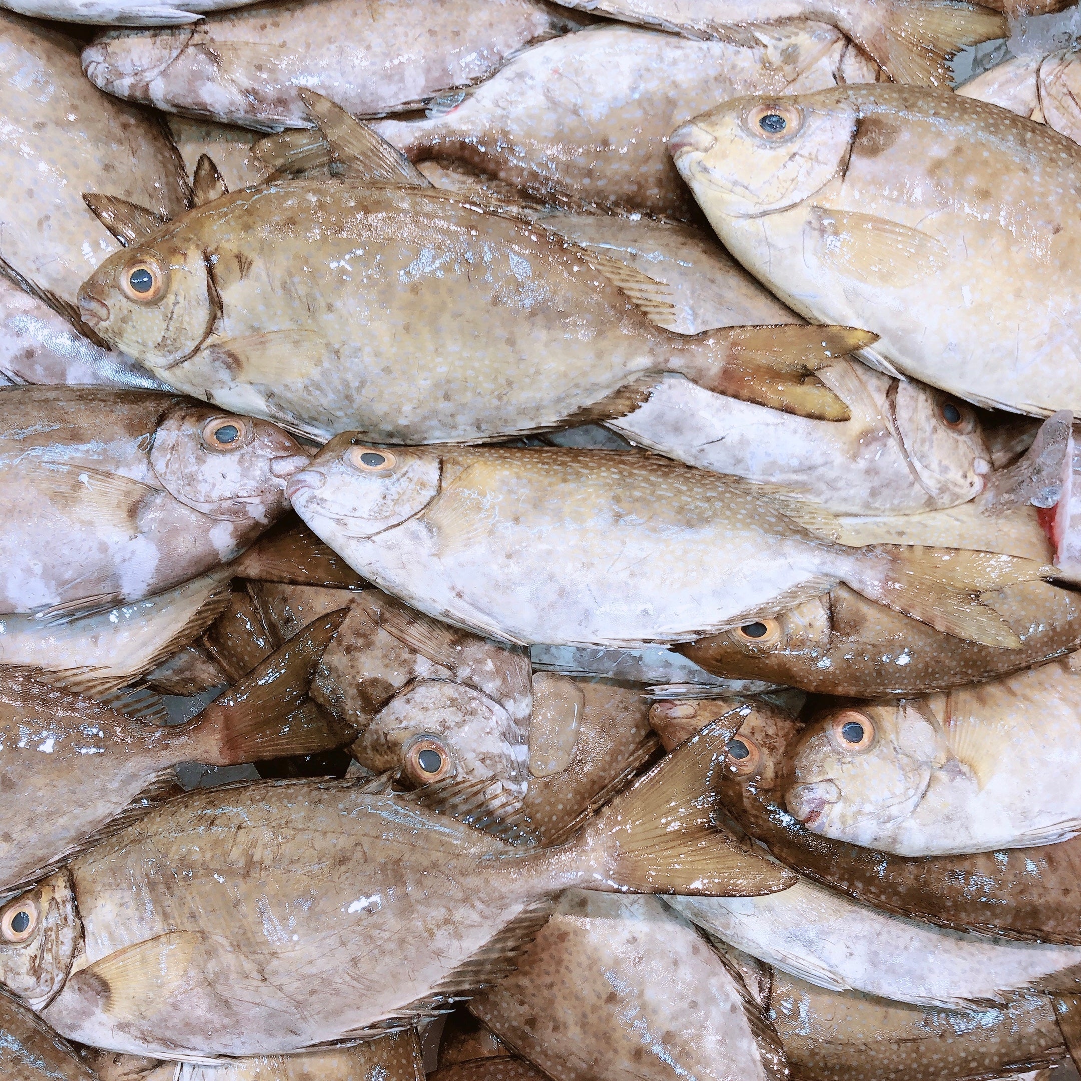 RABBIT FISH (BLACK TREVALLY) MIN 500G