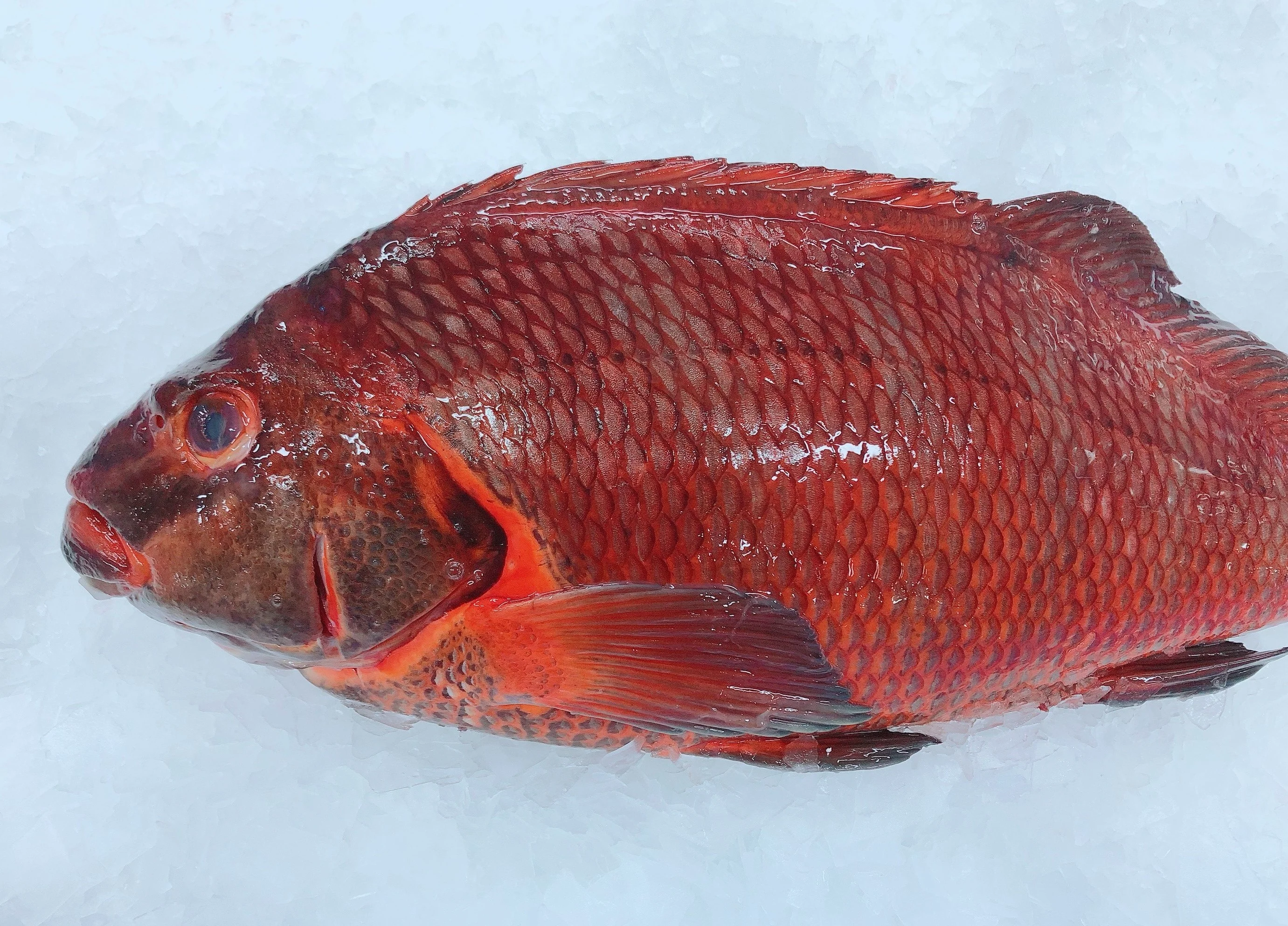 RED BANDED MORWONG 1.3KG - 1.5KG (1 FISH)