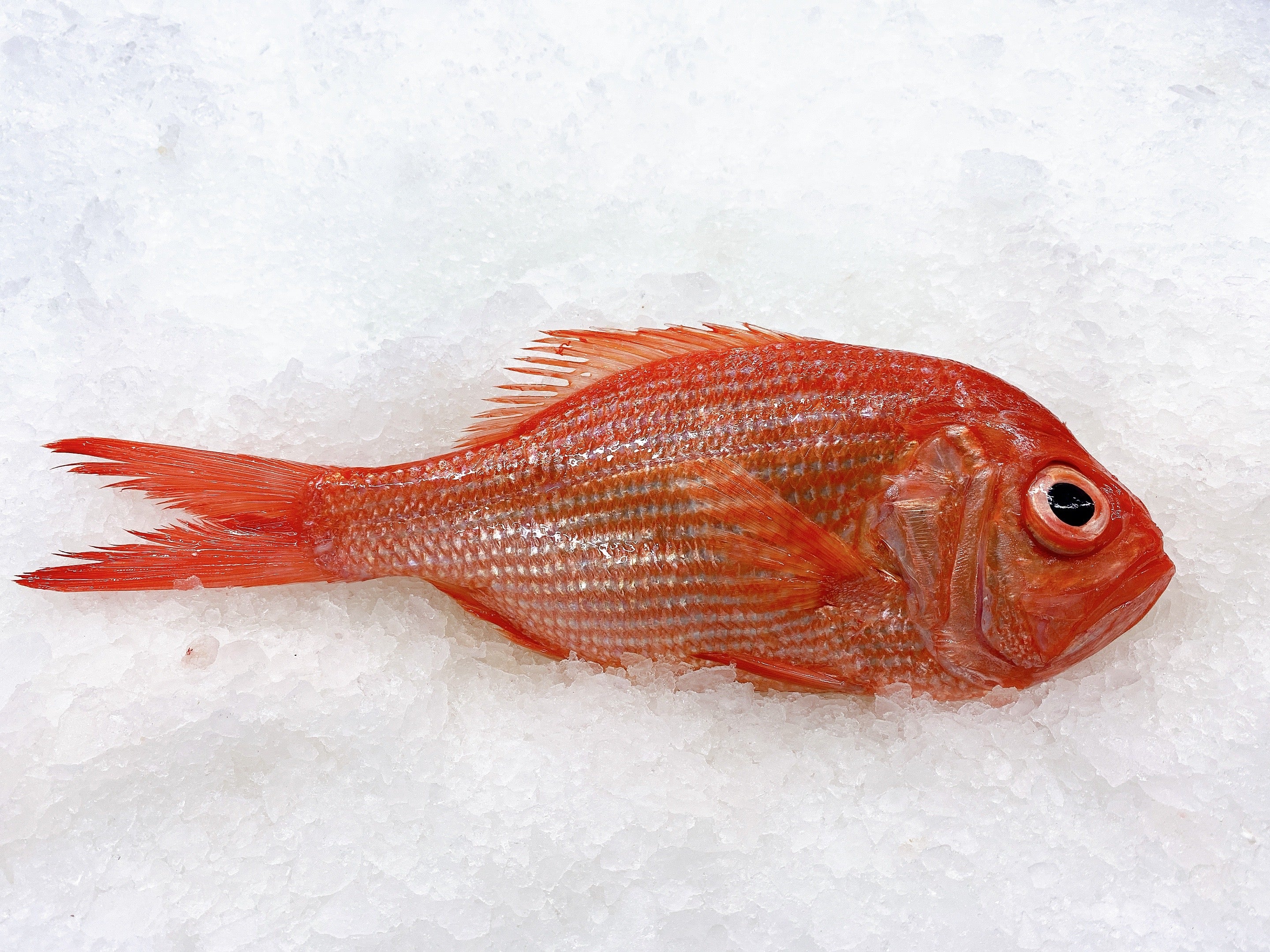 REDFISH 700G - 800G (1 FISH)