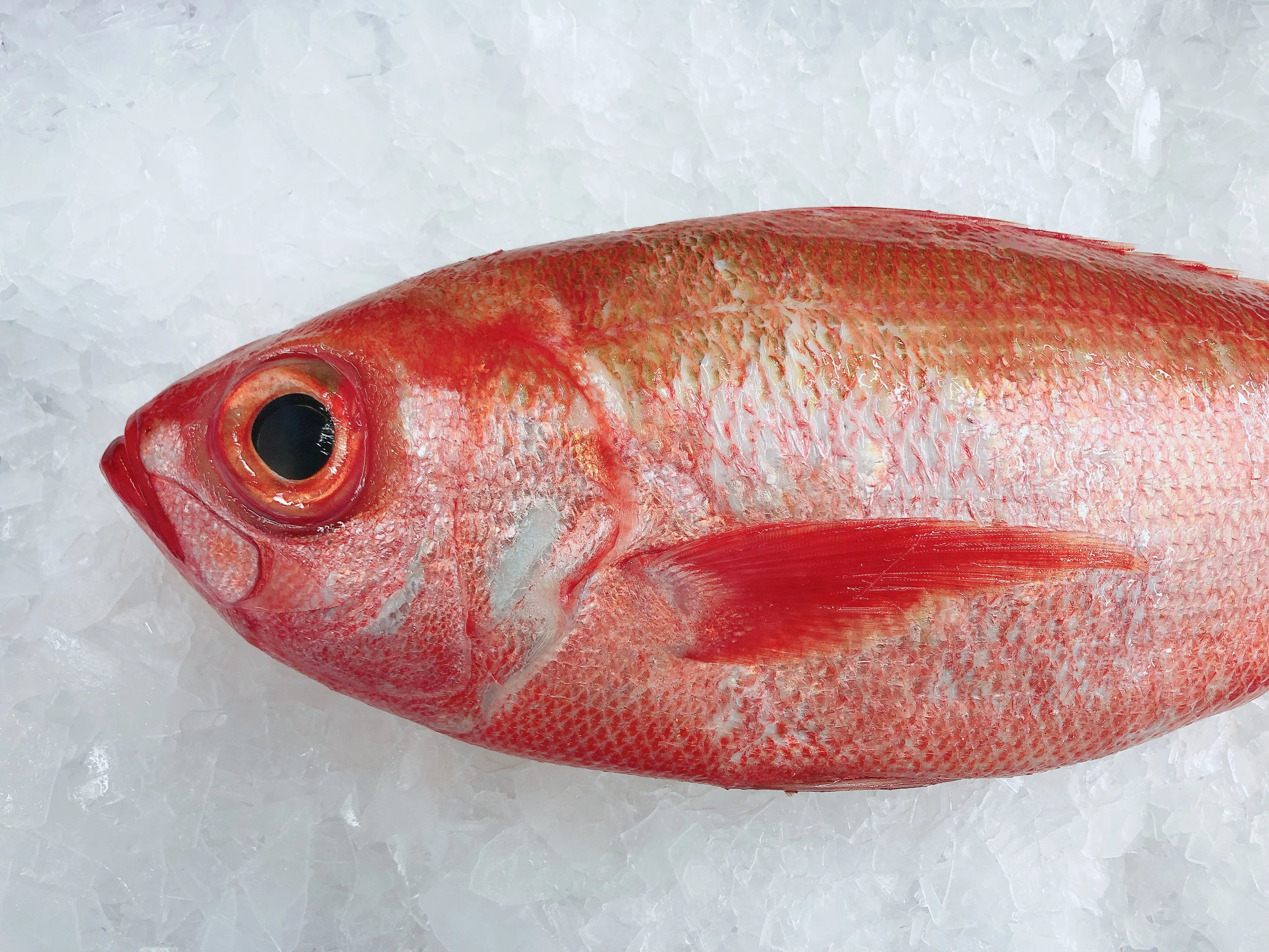 RUBY SNAPPER 1.3KG - 1.5KG (1 FISH)