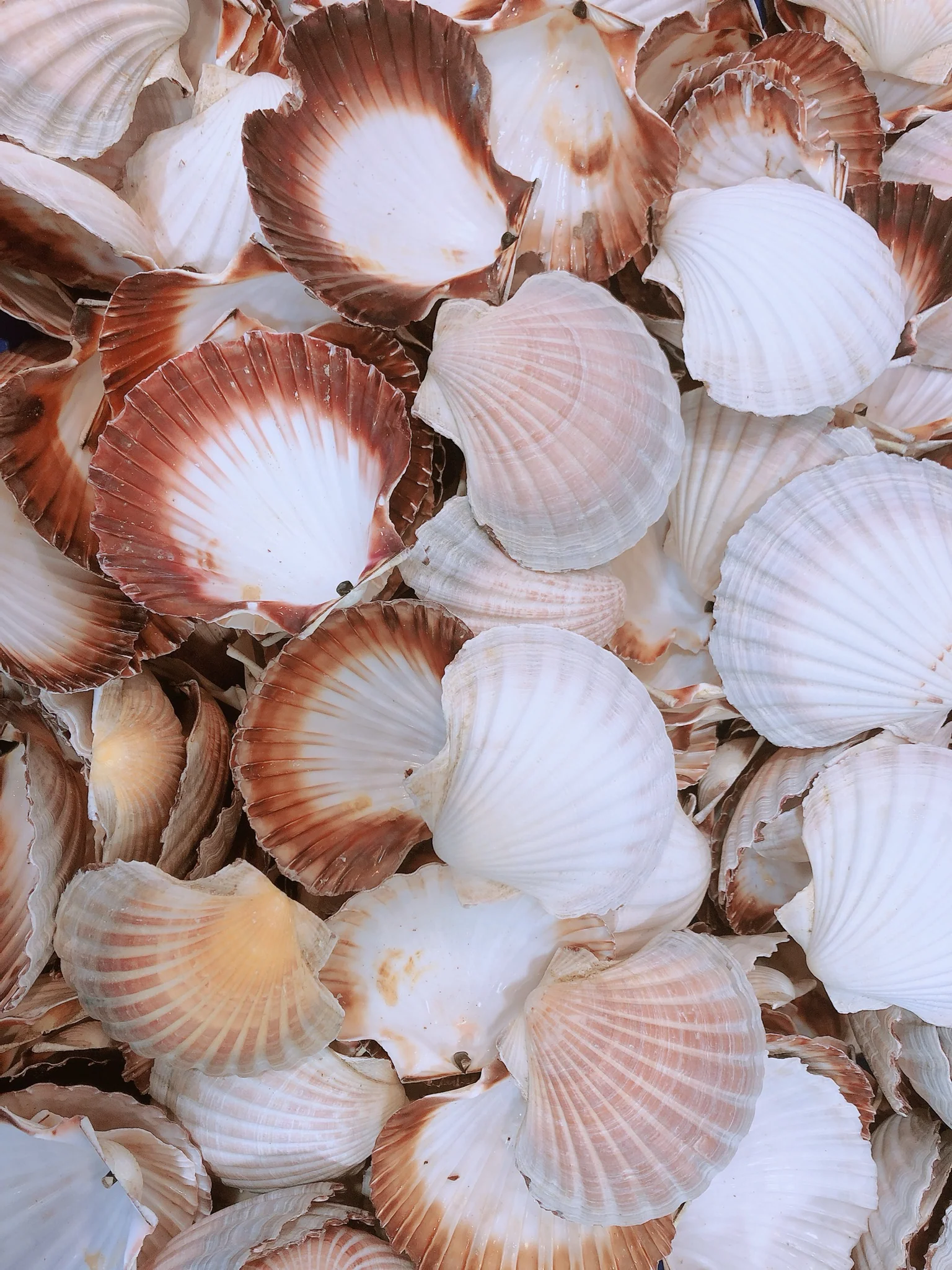SCALLOP EMPTY SHELLS (1DOZ)