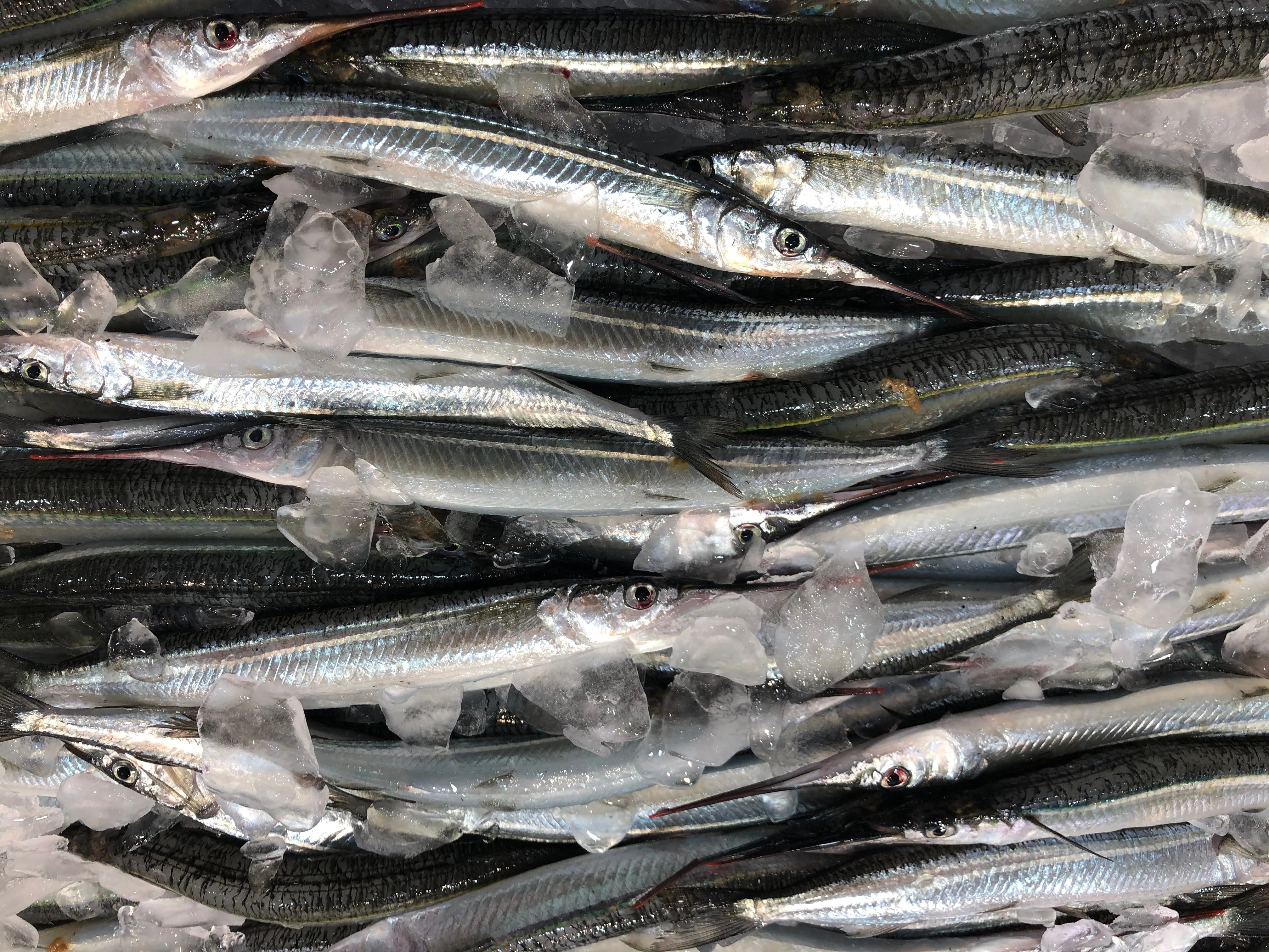 SEA GARFISH (MIN 500G)