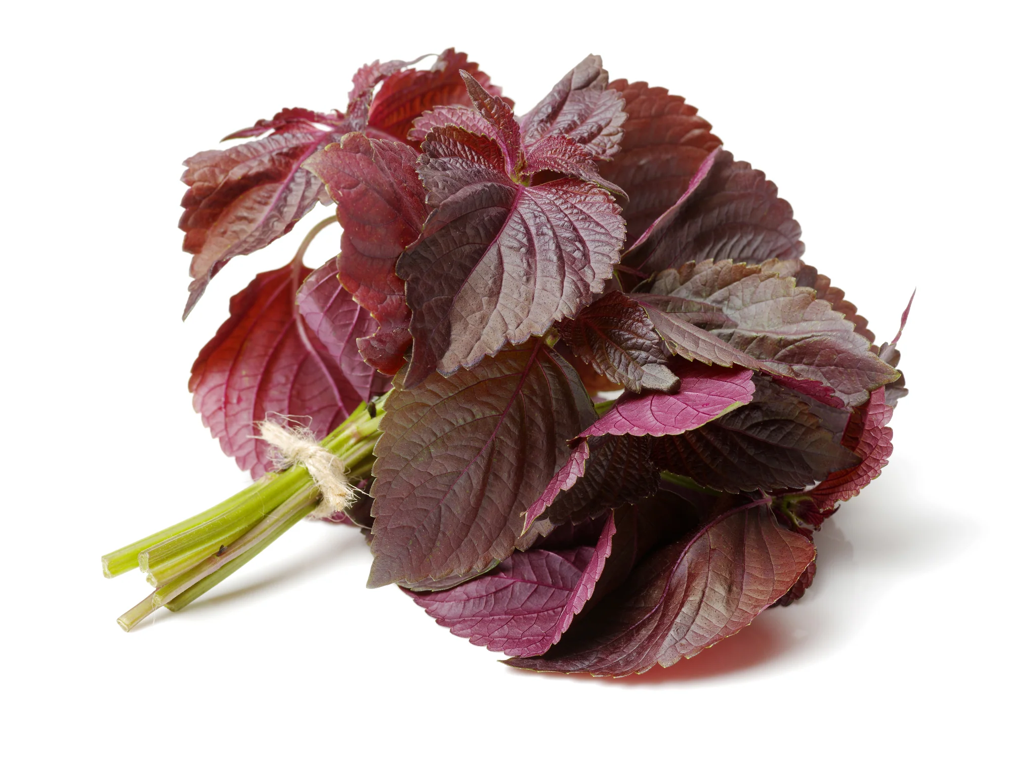 SHISO (1 BUNCH)