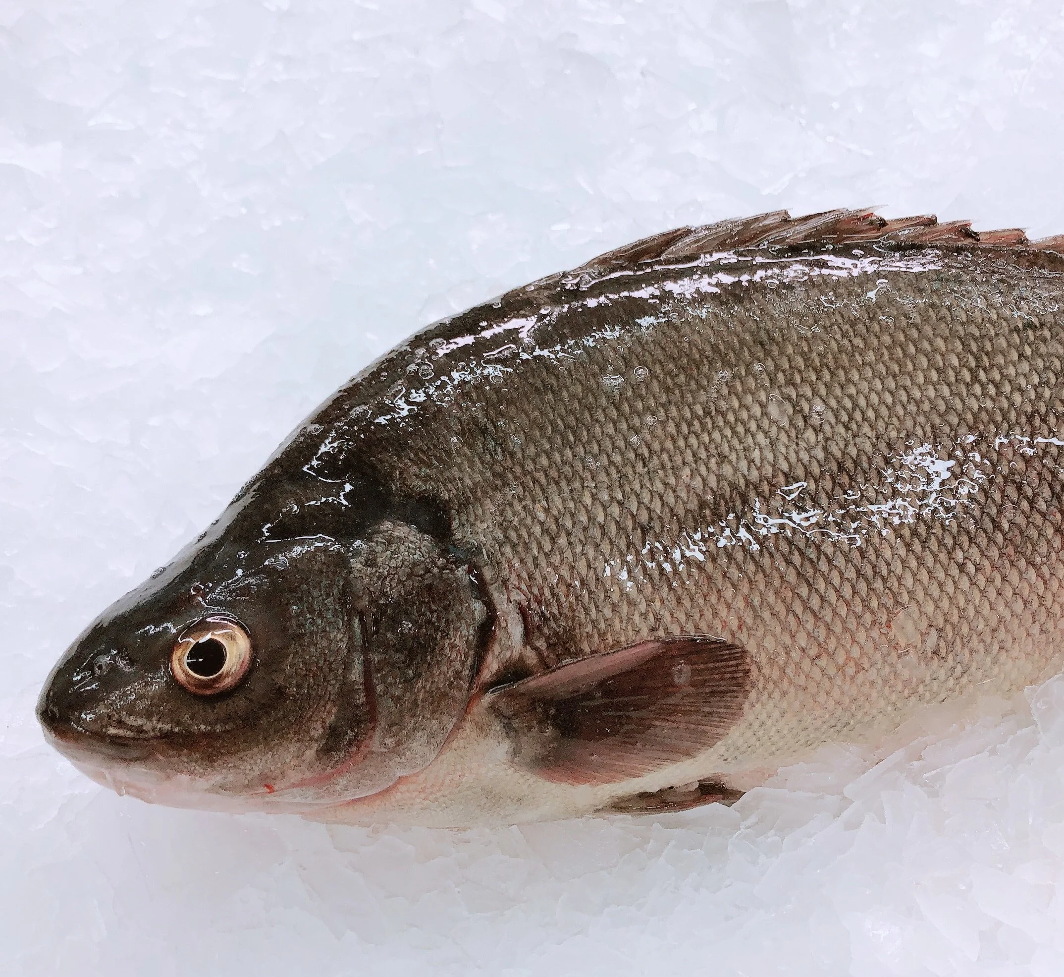 SILVER PERCH 600G - 800G (1 FISH)