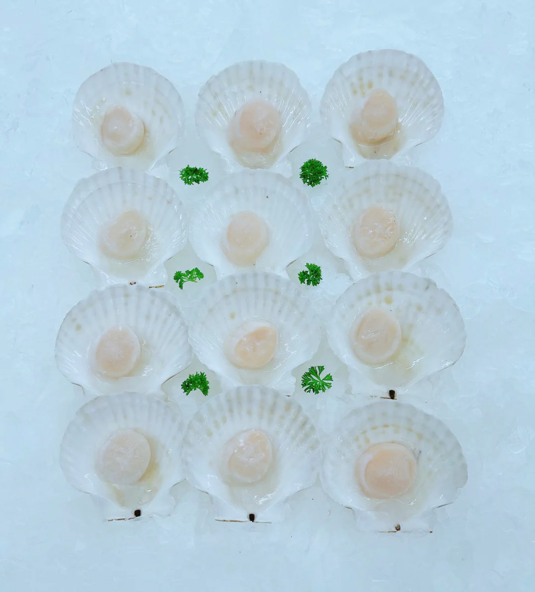 SMALL - MED HOKKAIDO HALF SHELL WHITE SCALLOPS (1 DOZ)