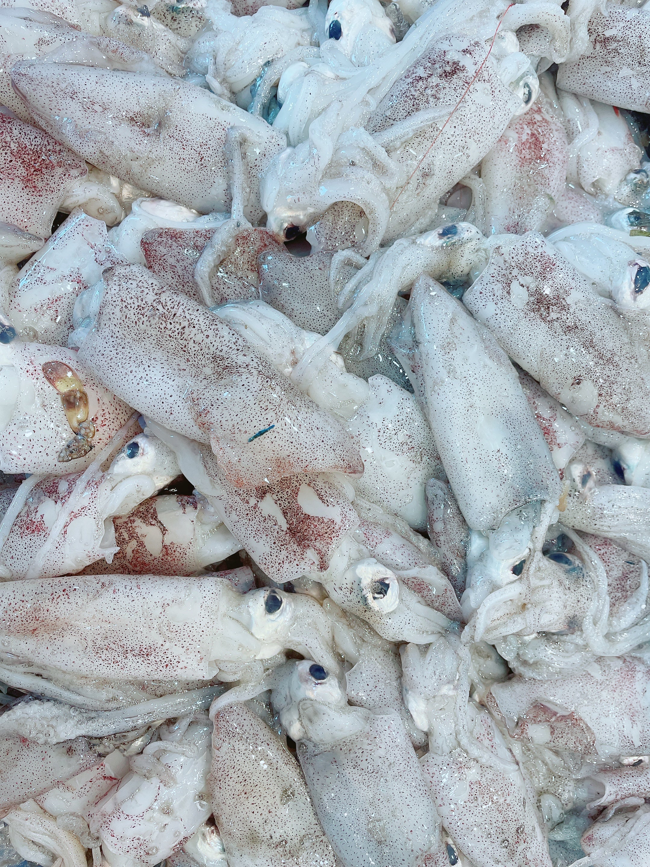 SMALL - MED LOLIGO SQUID (MIN 500G)
