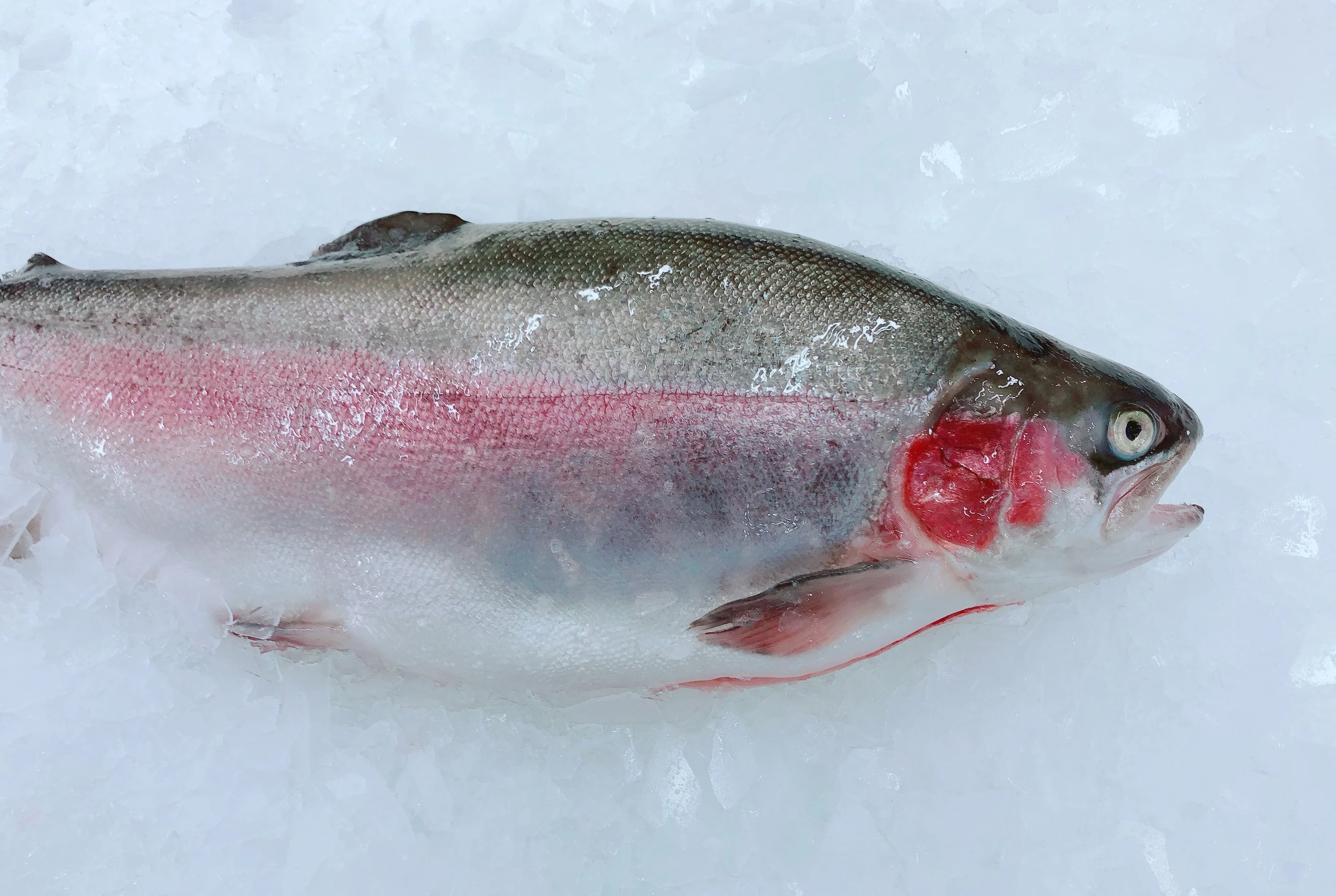 SMALL TASMANIAN PETUNA OCEAN TROUT 1.8KG - 2KG (1 FISH)