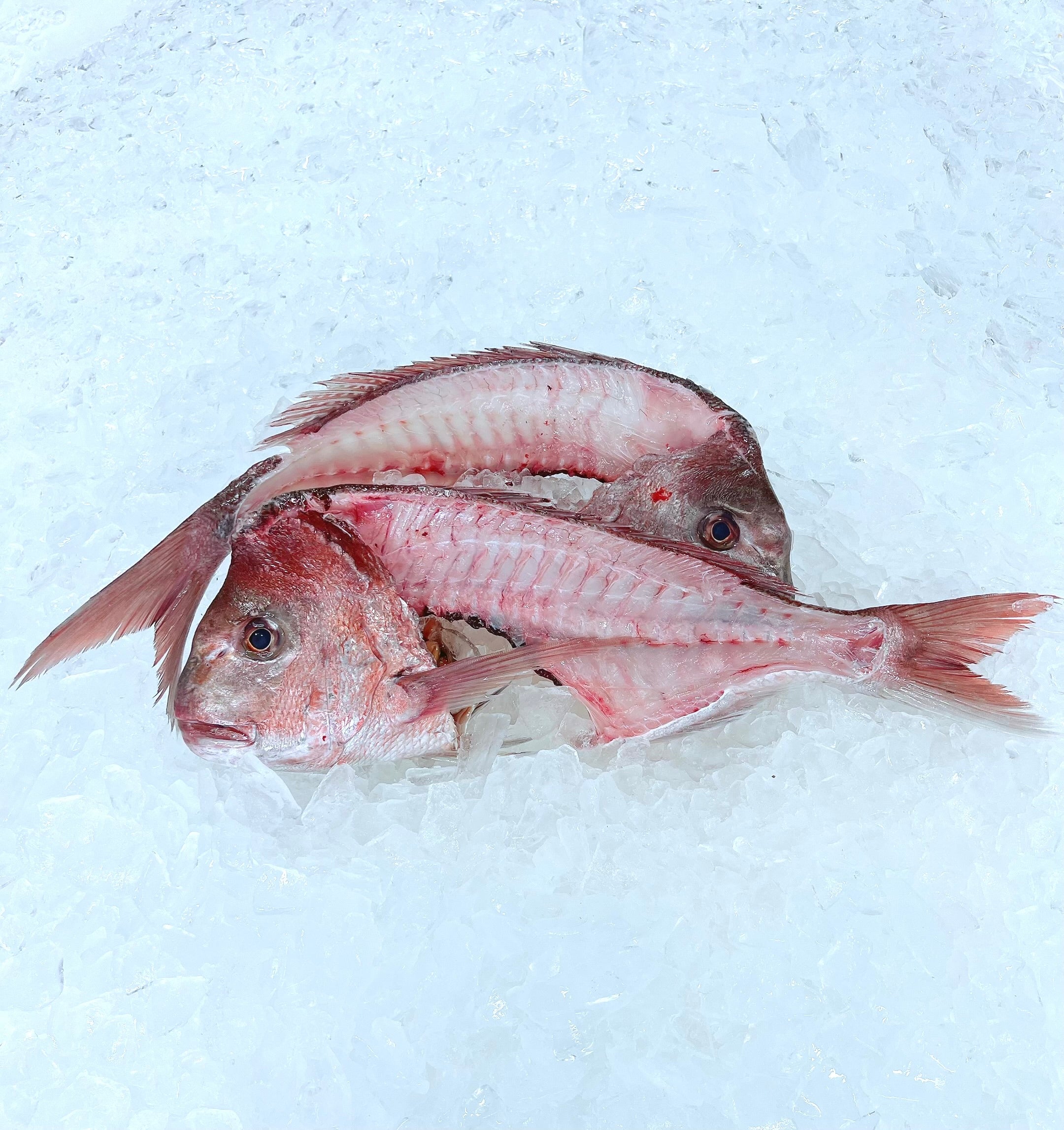 SNAPPER FRAMES & HEADS (MIN 1KG)