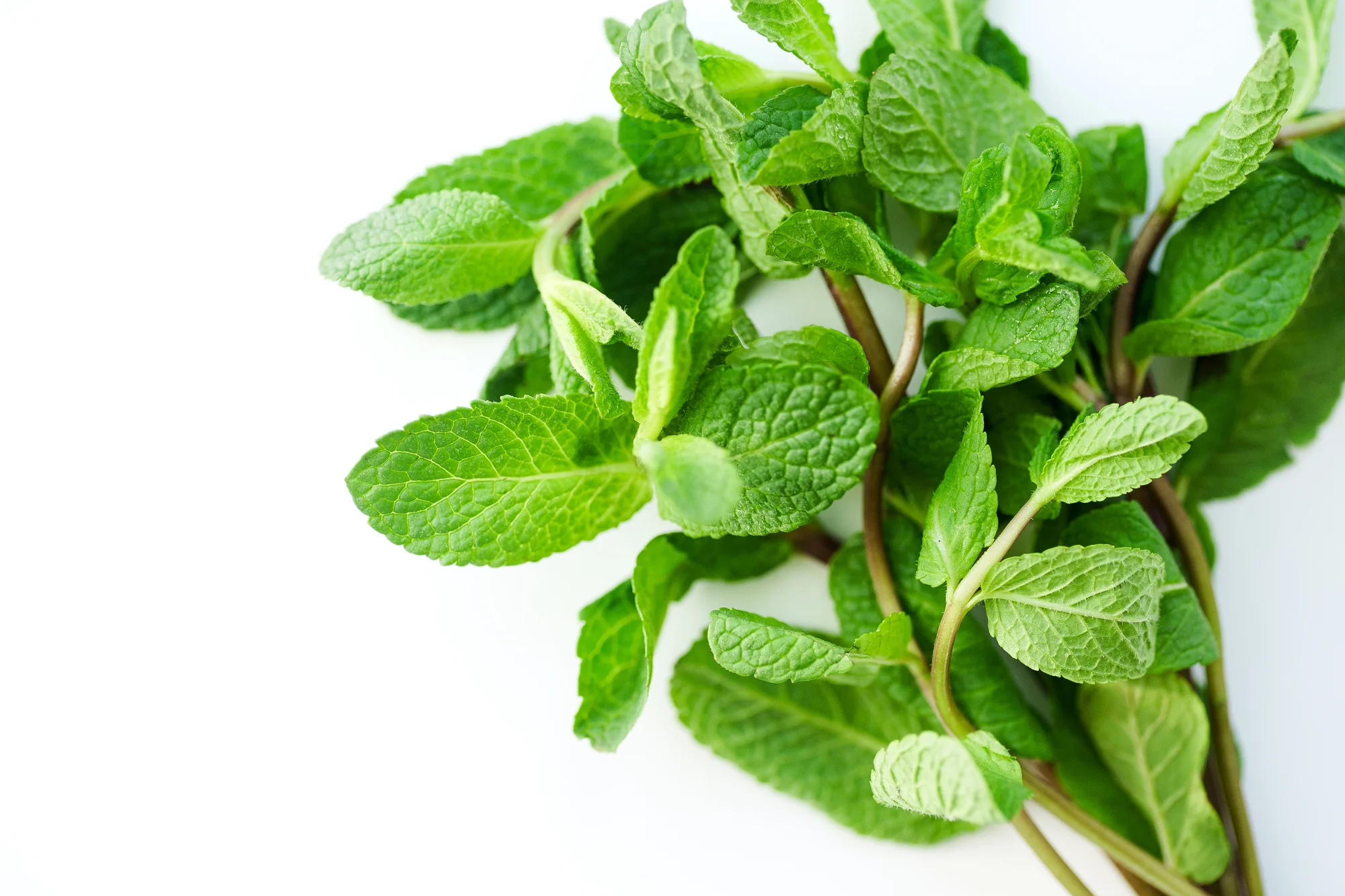 SPEARMINT (1 BUNCH)