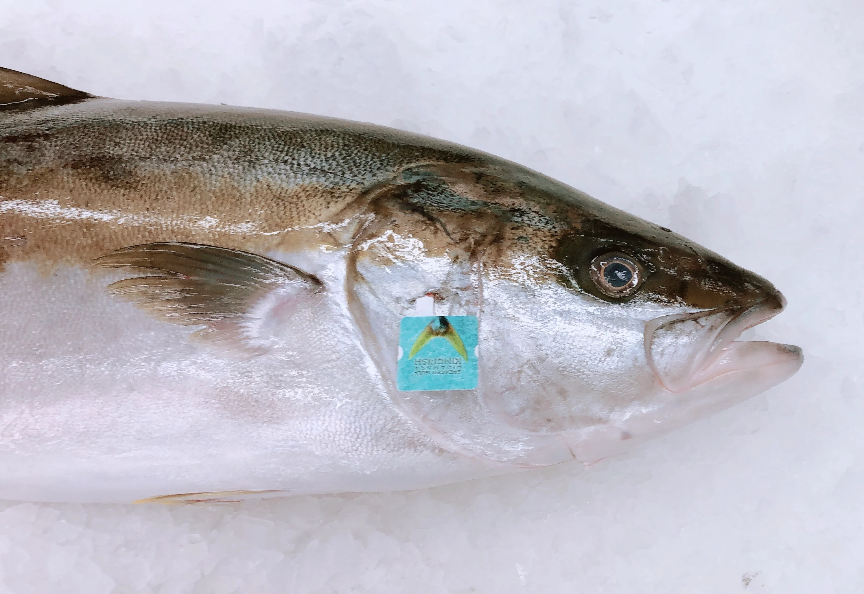 SPENCER GULF KINGFISH 4.6KG - 4.8KG (1 FISH)