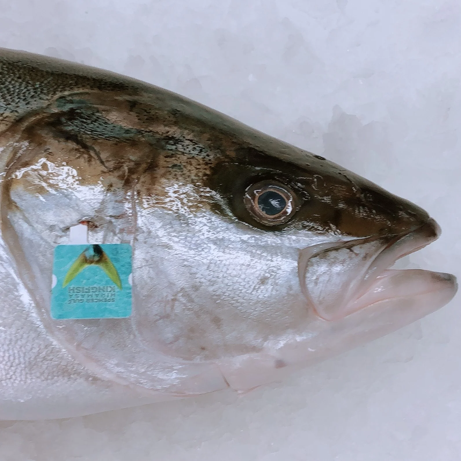 SPENCER GULF KINGFISH HEADS CLEANED AND HALVED 1KG - 1.2KG (1 EACH)