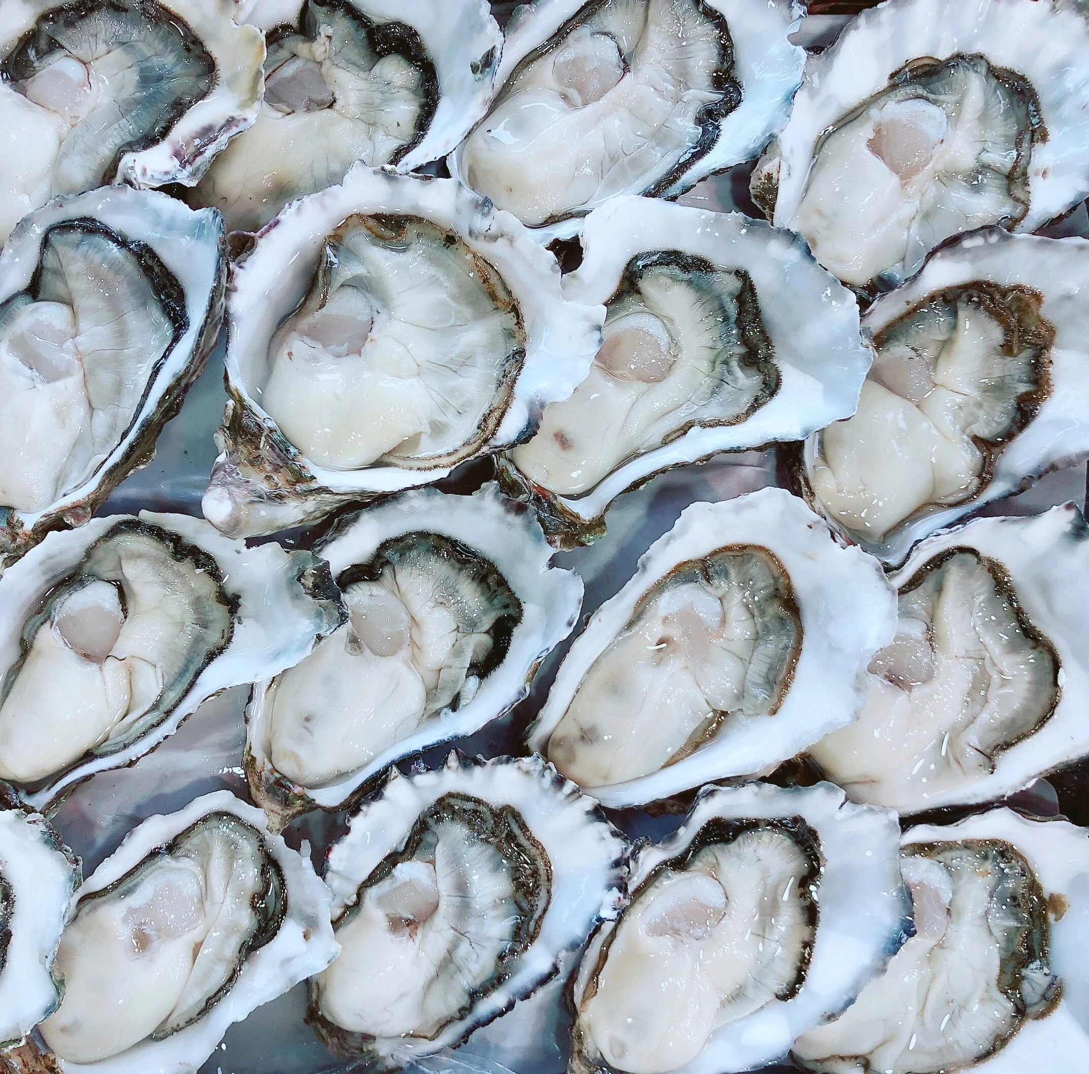 STANDARD PACIFIC OYSTERS (1/2 DOZ) - Image 4