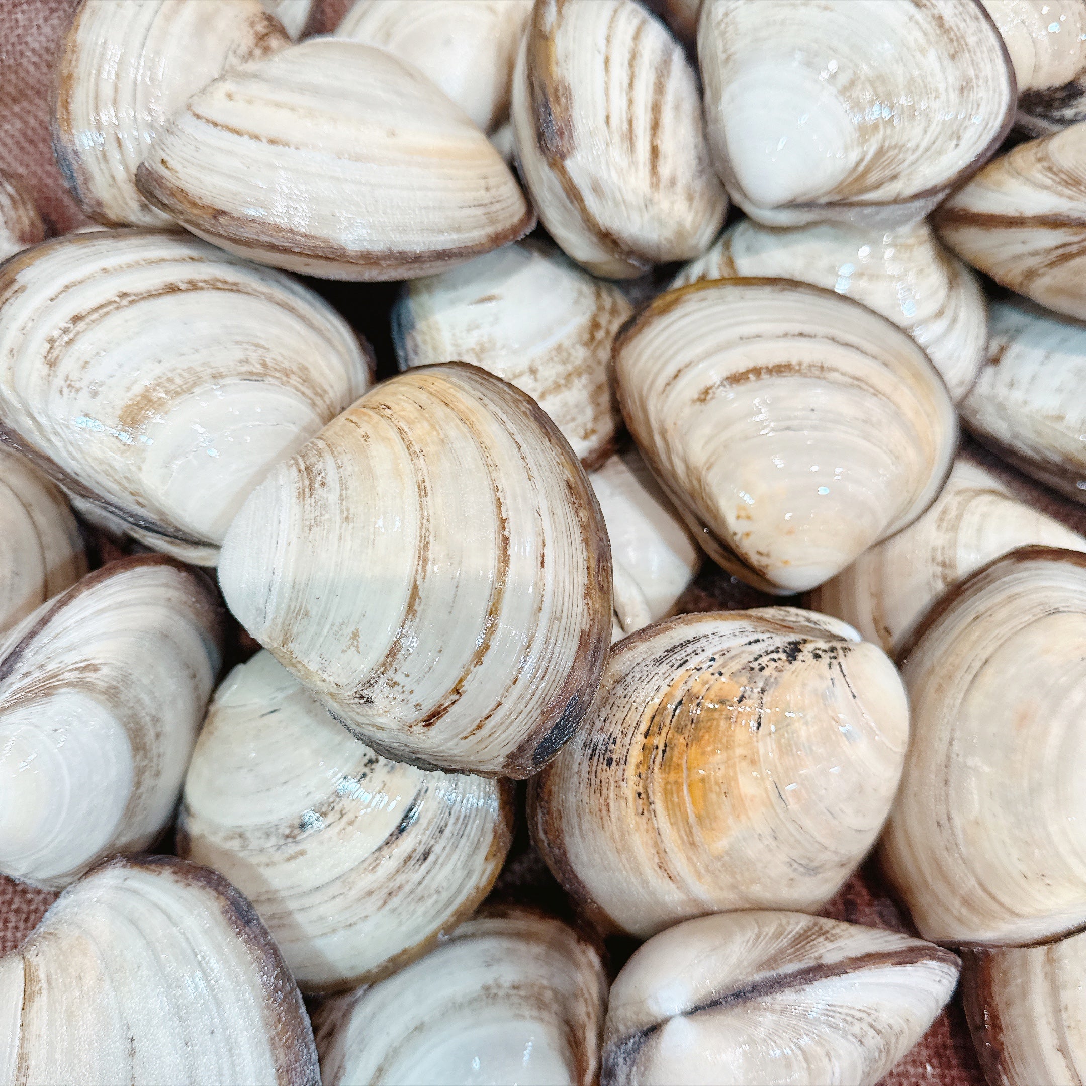 STORM BAY CLAMS LARGE (MIN 1KG)