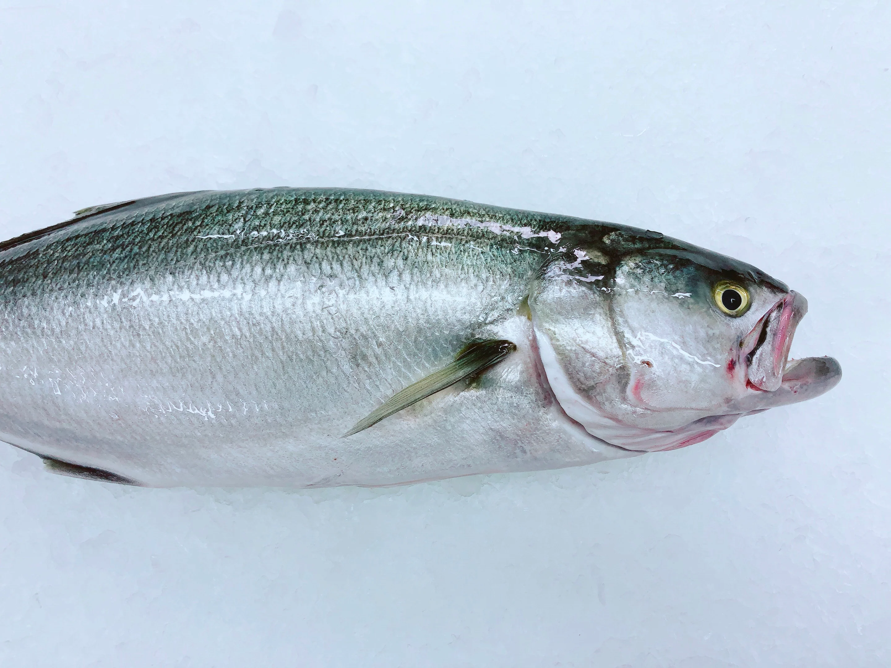 TAILOR 1.5KG - 1.7KG (1 FISH)