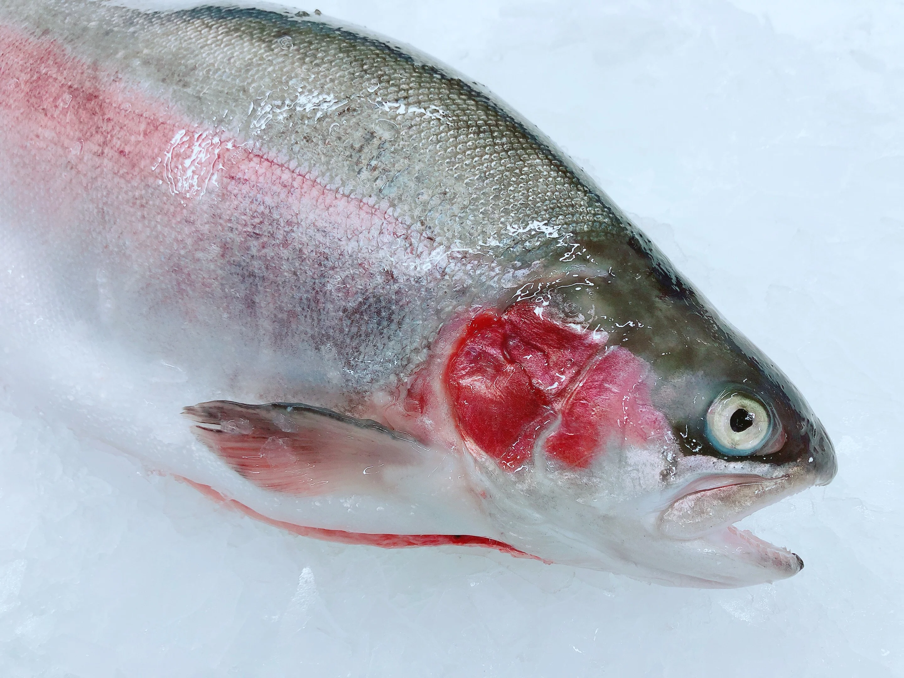TASMANIAN PETUNA OCEAN TROUT 2.6KG - 2.8KG (1 FISH)