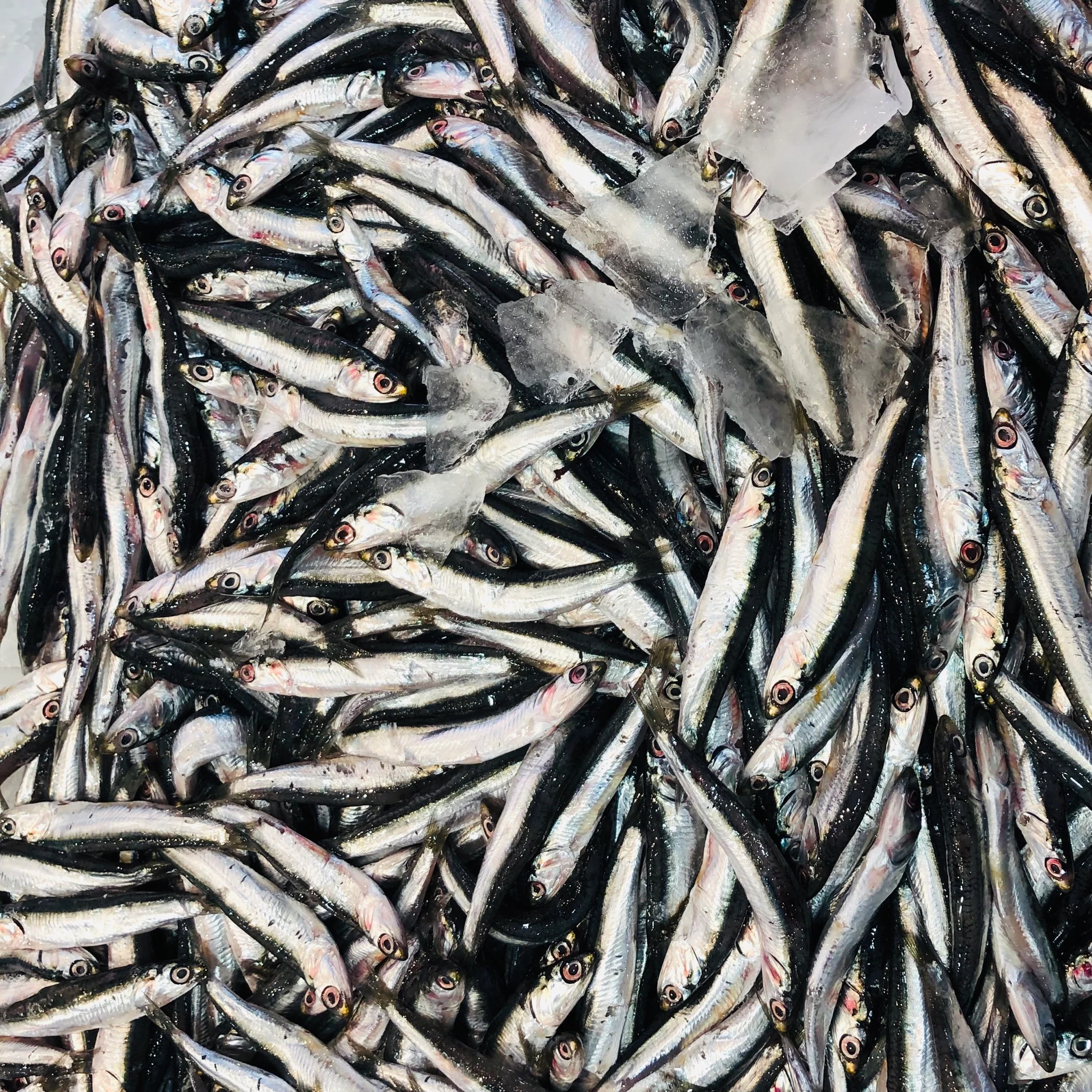 THAWED FROZEN ANCHOVIES (MIN 500G)