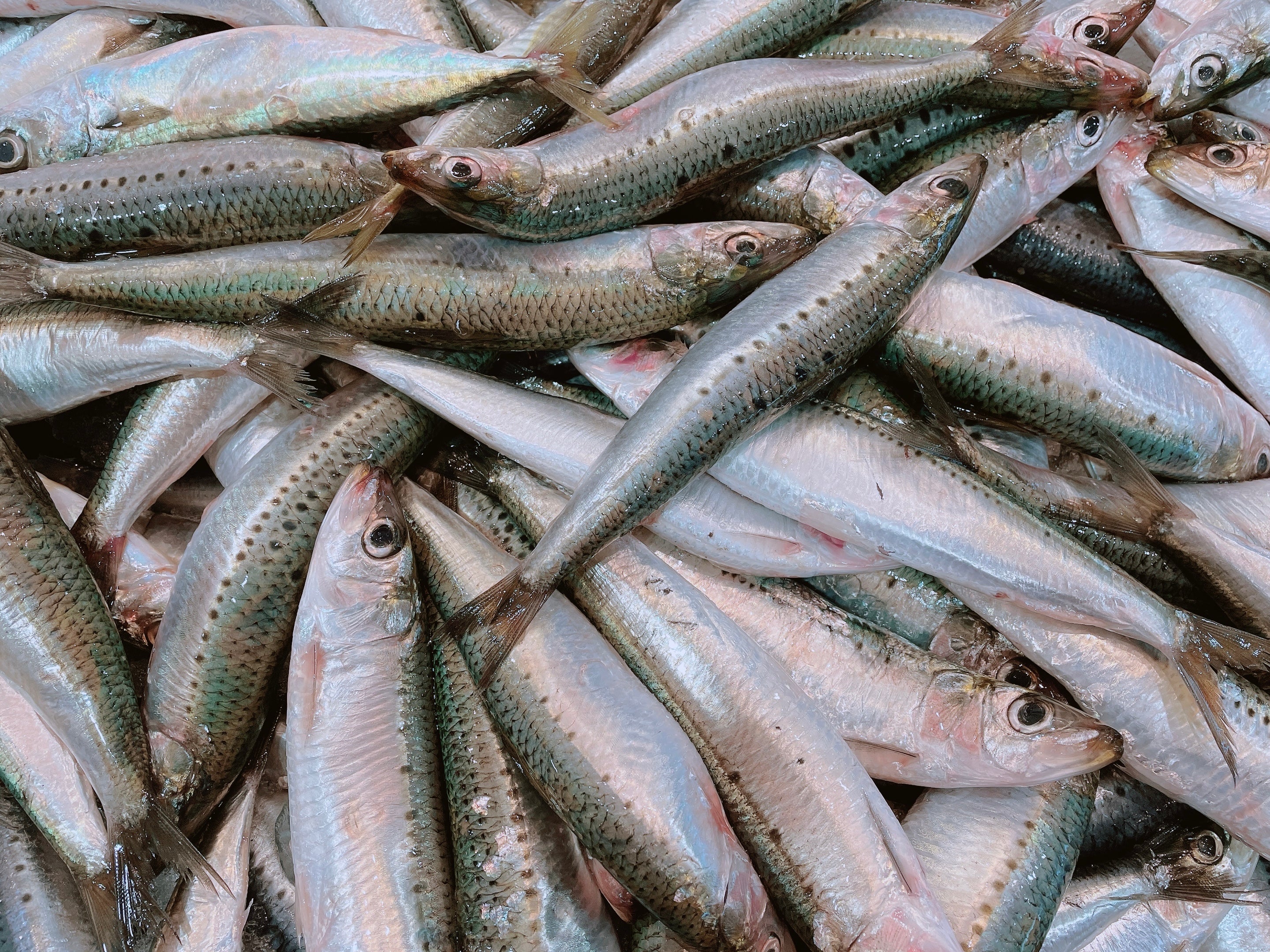 THAWED FROZEN SARDINES (MIN 500G)