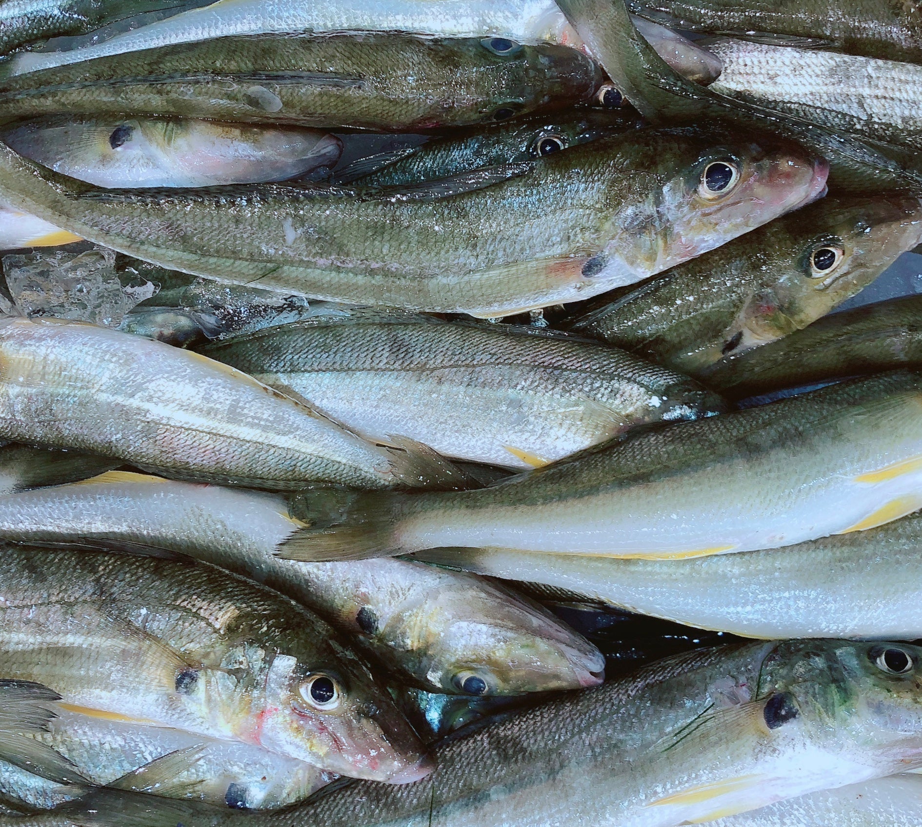 TRUMPETER WHITING (MIN 500G)