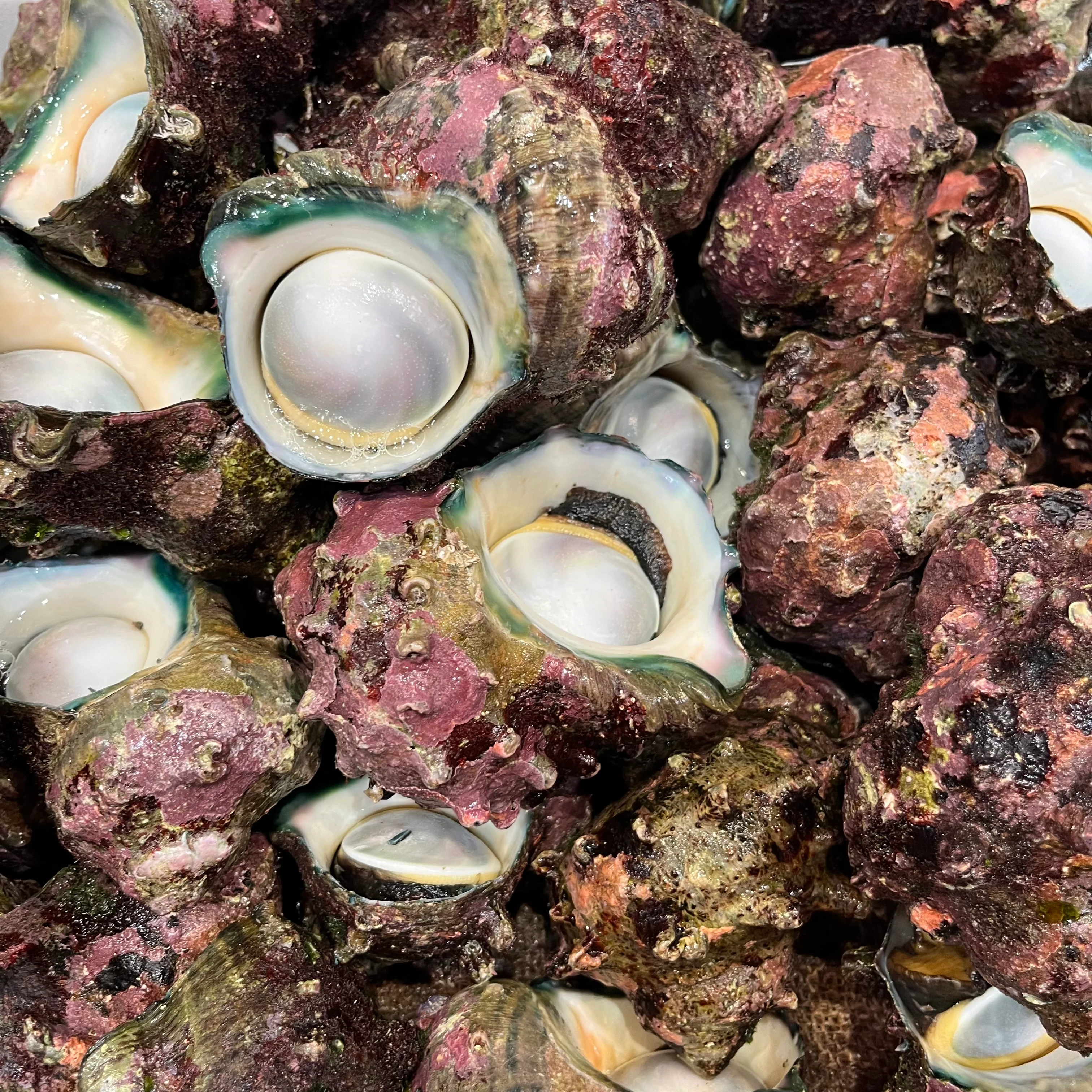 TURBAN SHELLS (MIN 1KG)