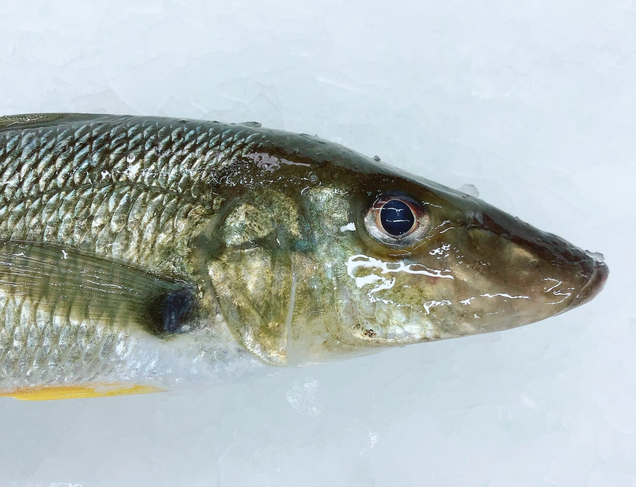 XL SAND WHITING (MIN 1KG)