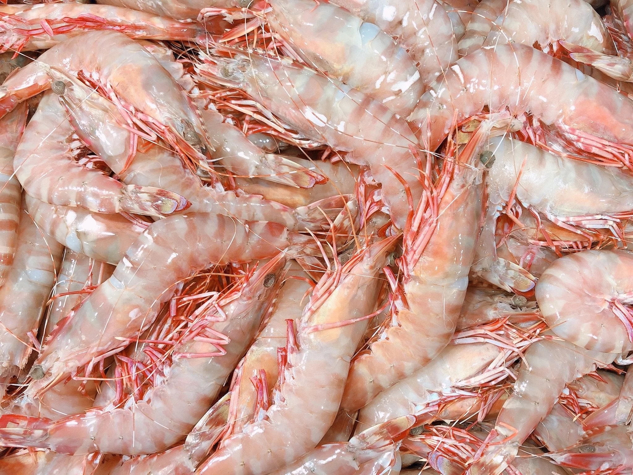 XXL GREEN AUSTRALIAN SEA TIGER PRAWNS (FROZEN U6/8) 1.5KG BOX